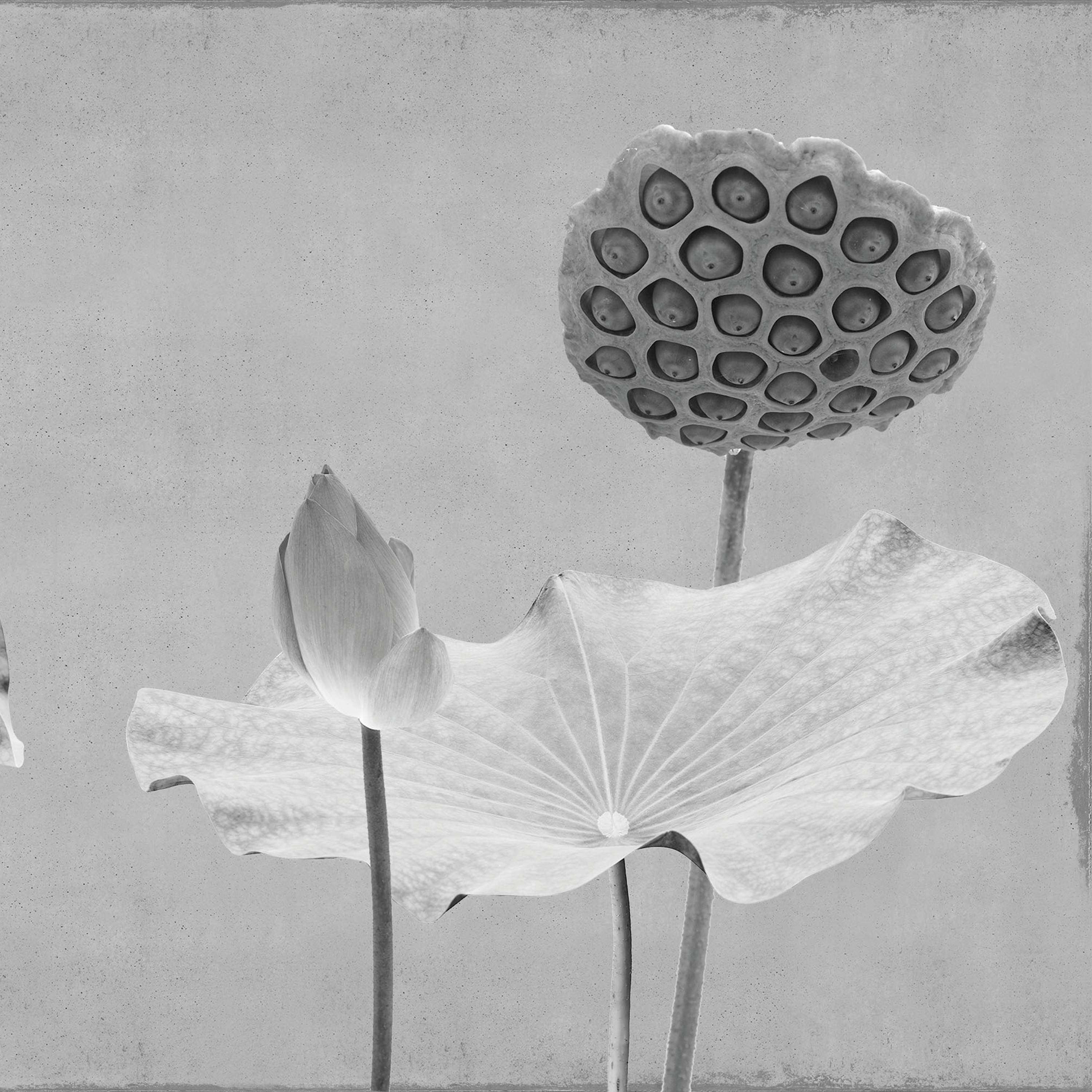 Afficher le produit concrete | lotus lotus du fabricant N.O.W. Edizioni