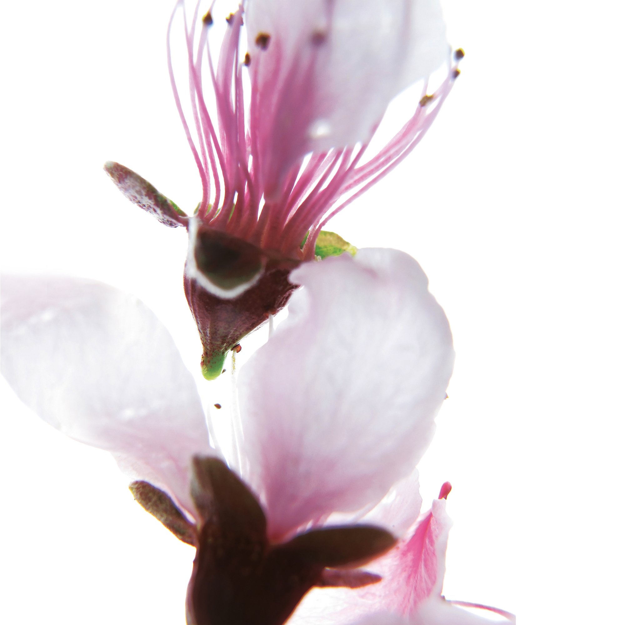 Afficher le produit petals | cher du fabricant N.O.W. Edizioni