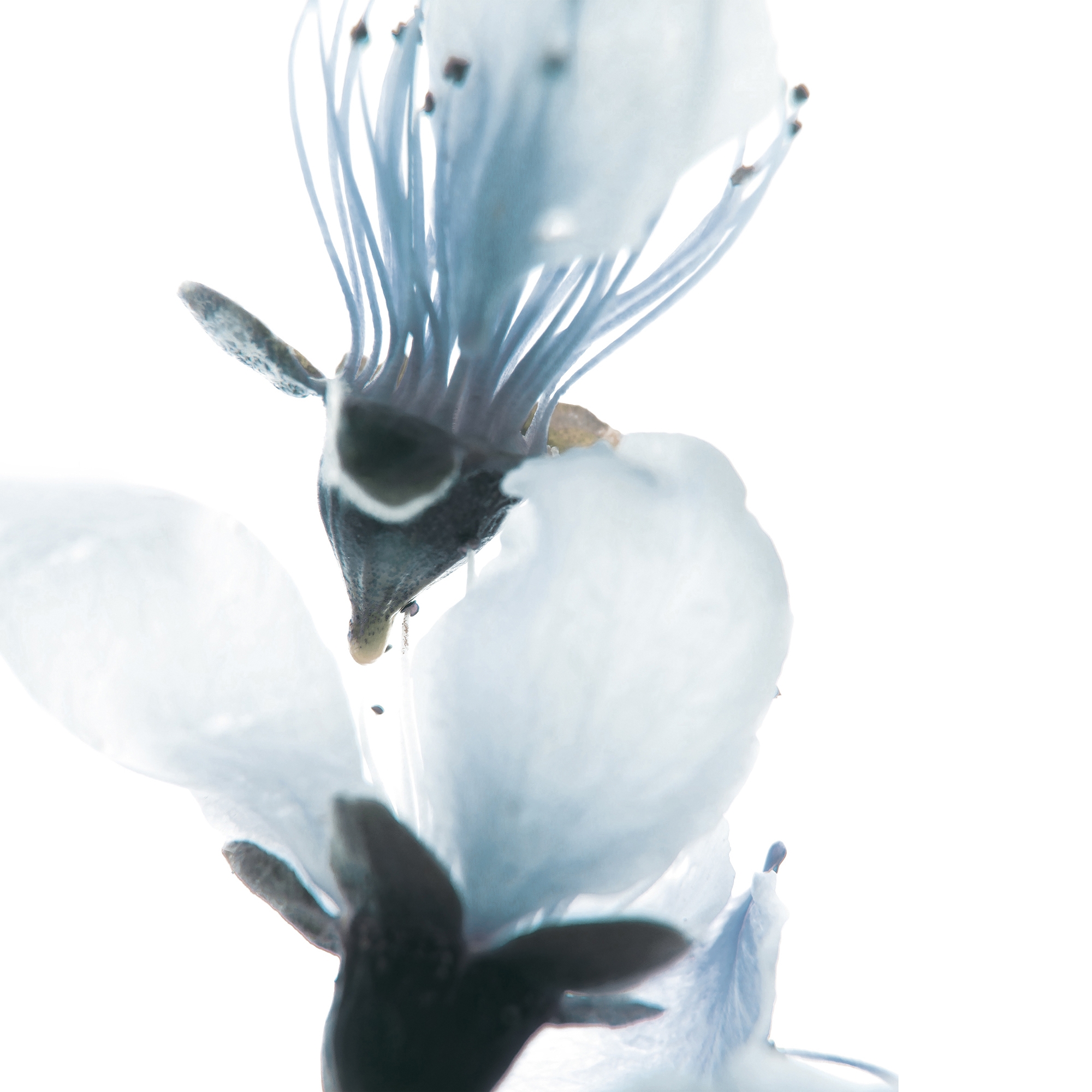 petals | cher