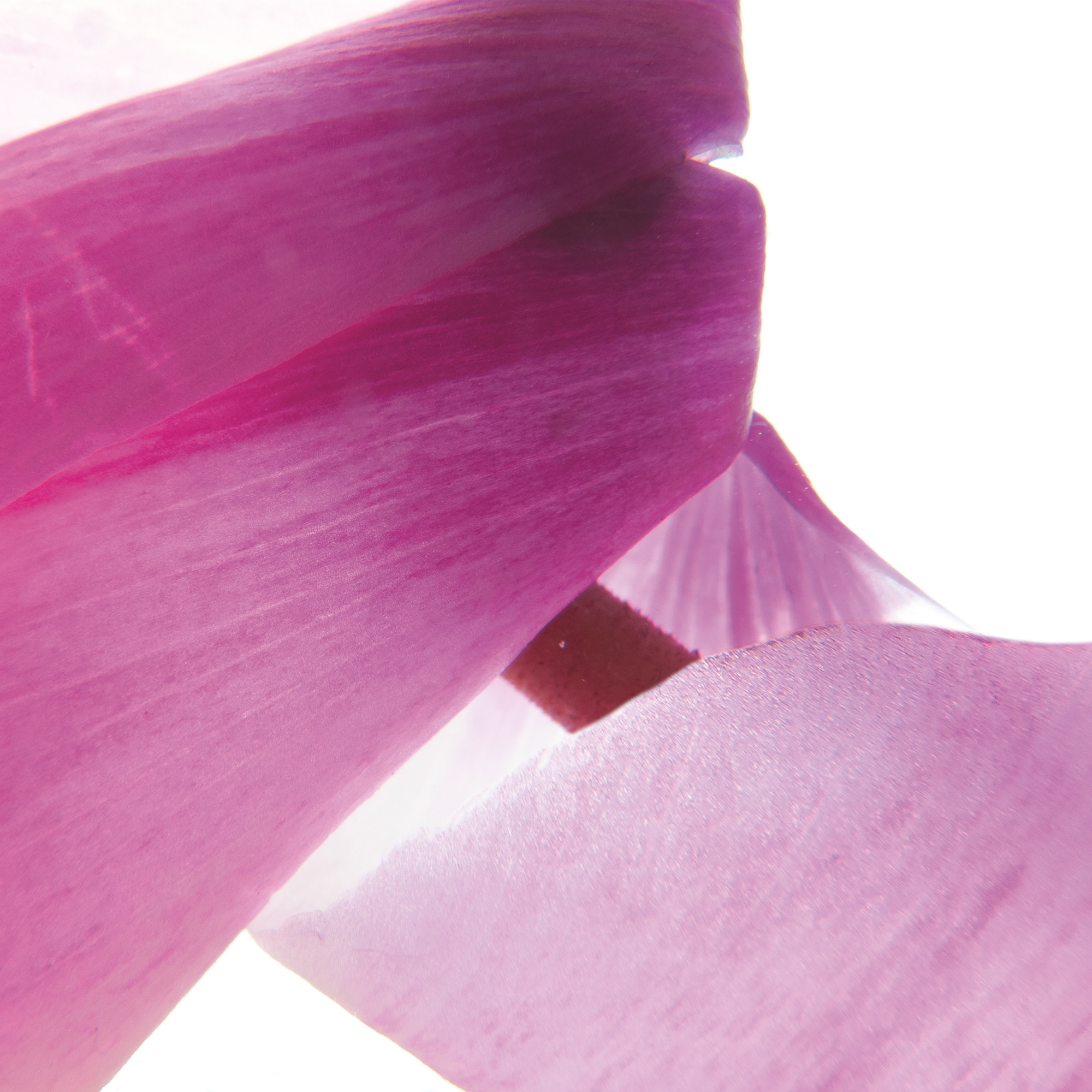 Afficher le produit petals | cycla du fabricant N.O.W. Edizioni