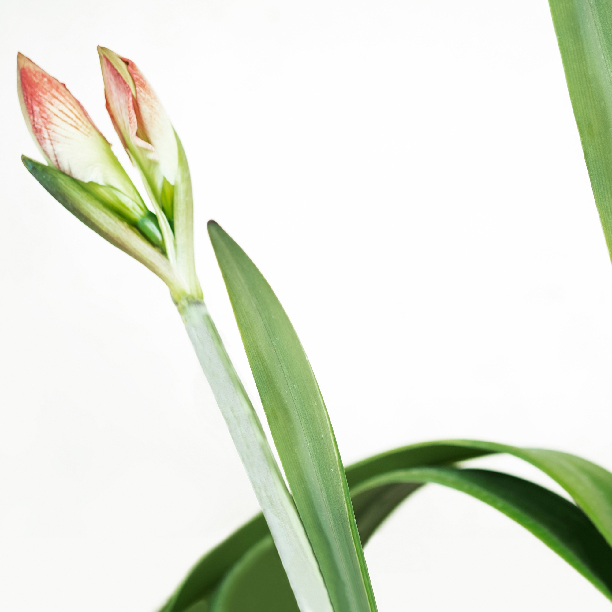 Afficher le produit petals | daffodil du fabricant N.O.W. Edizioni