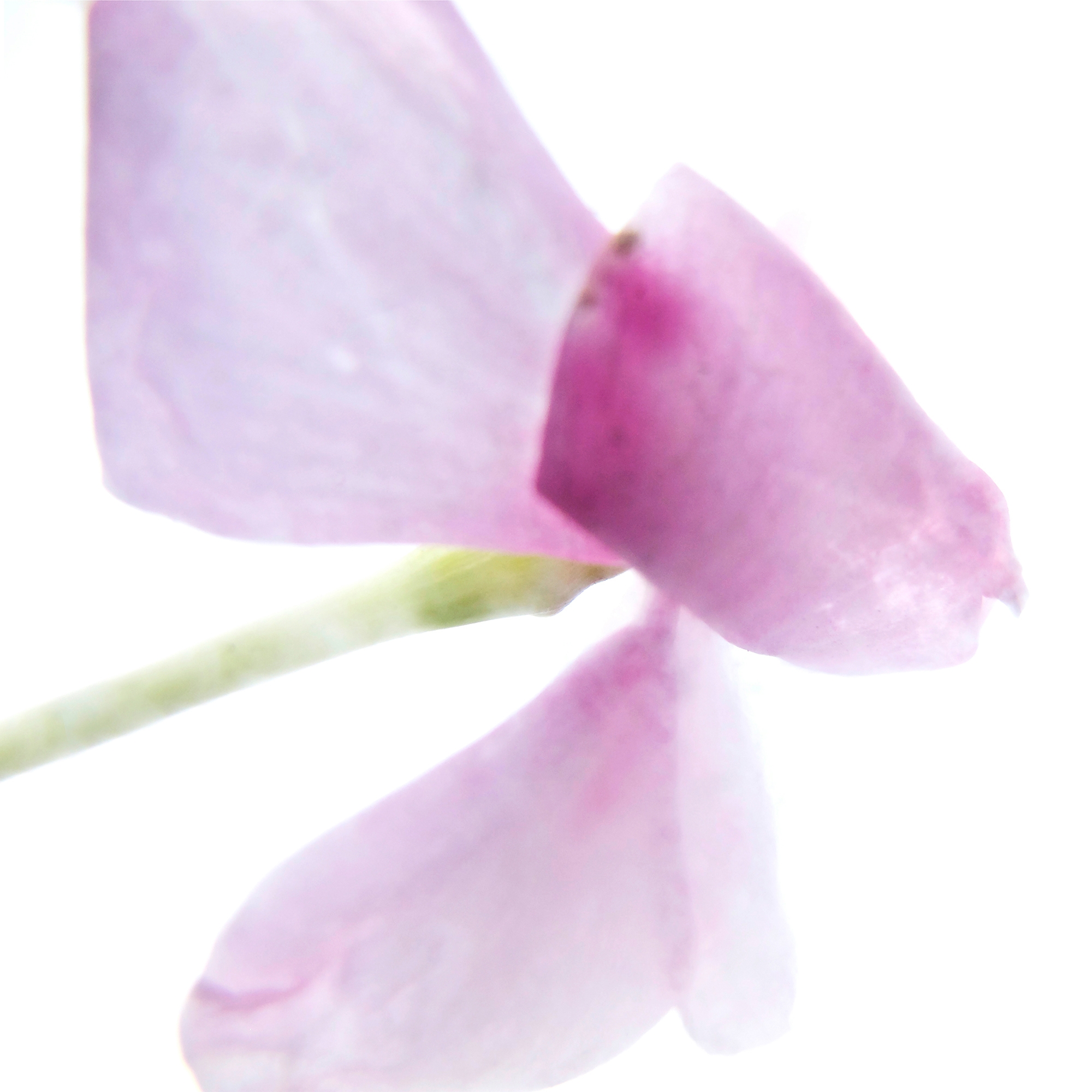 Afficher le produit petals | lathy du fabricant N.O.W. Edizioni