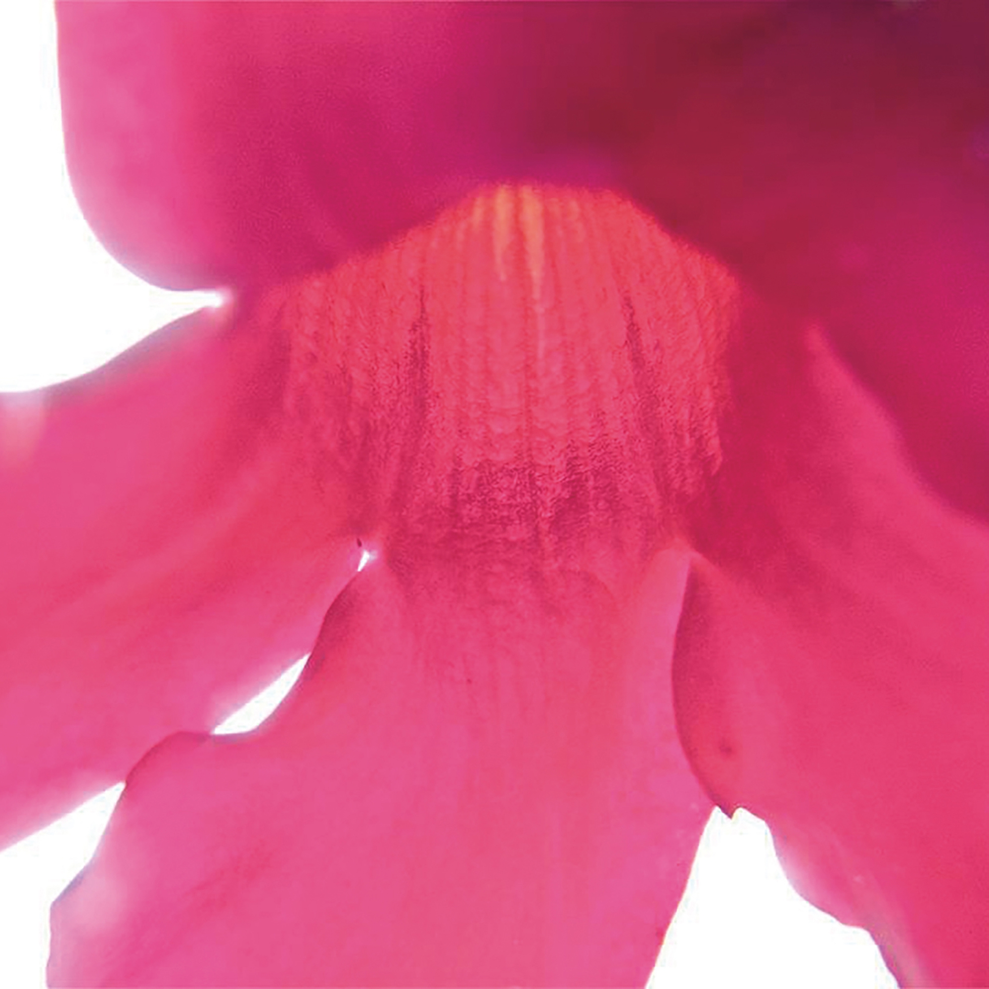 Afficher le produit petals | nemo du fabricant N.O.W. Edizioni