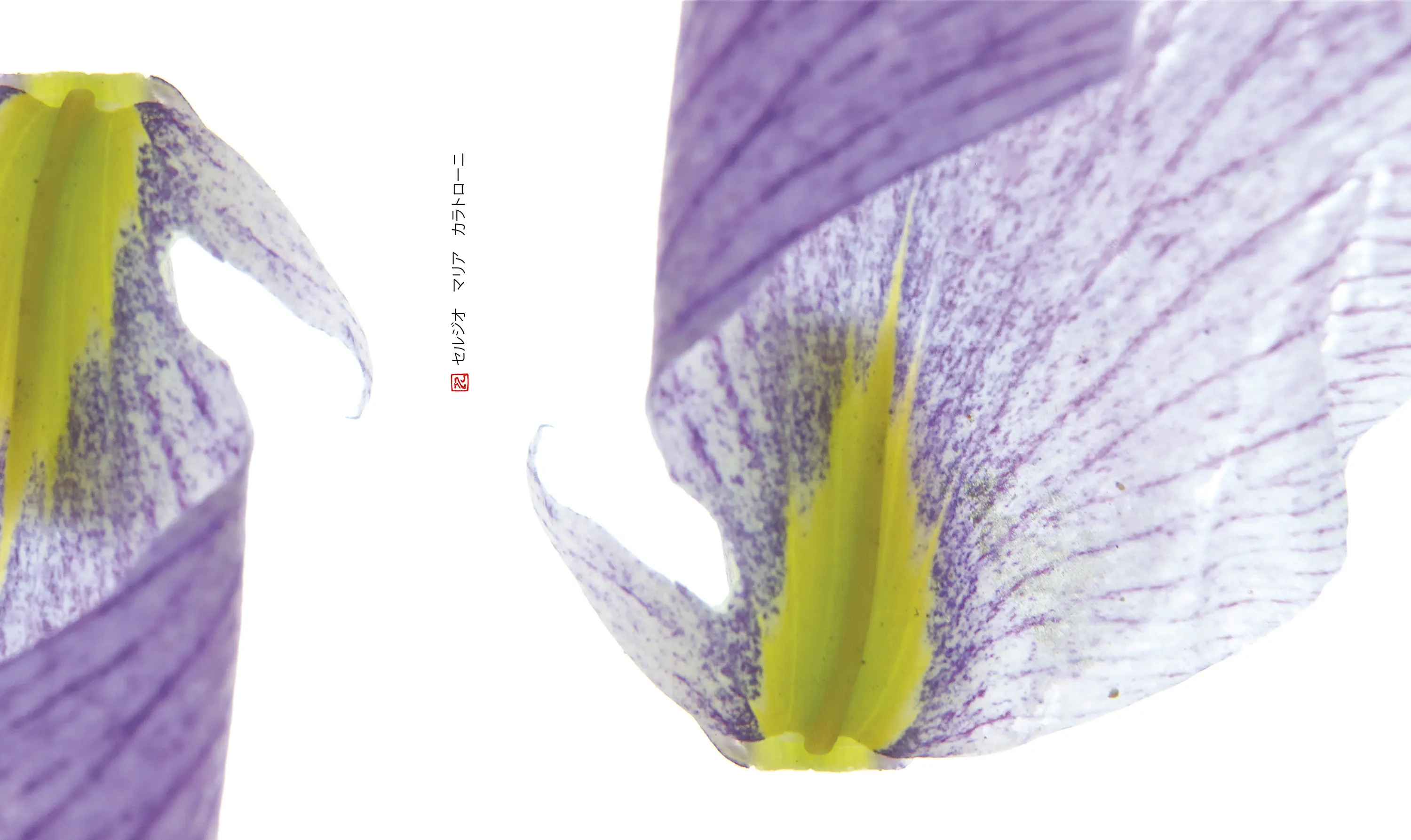 N.O.W. Edizioni - petals | siris