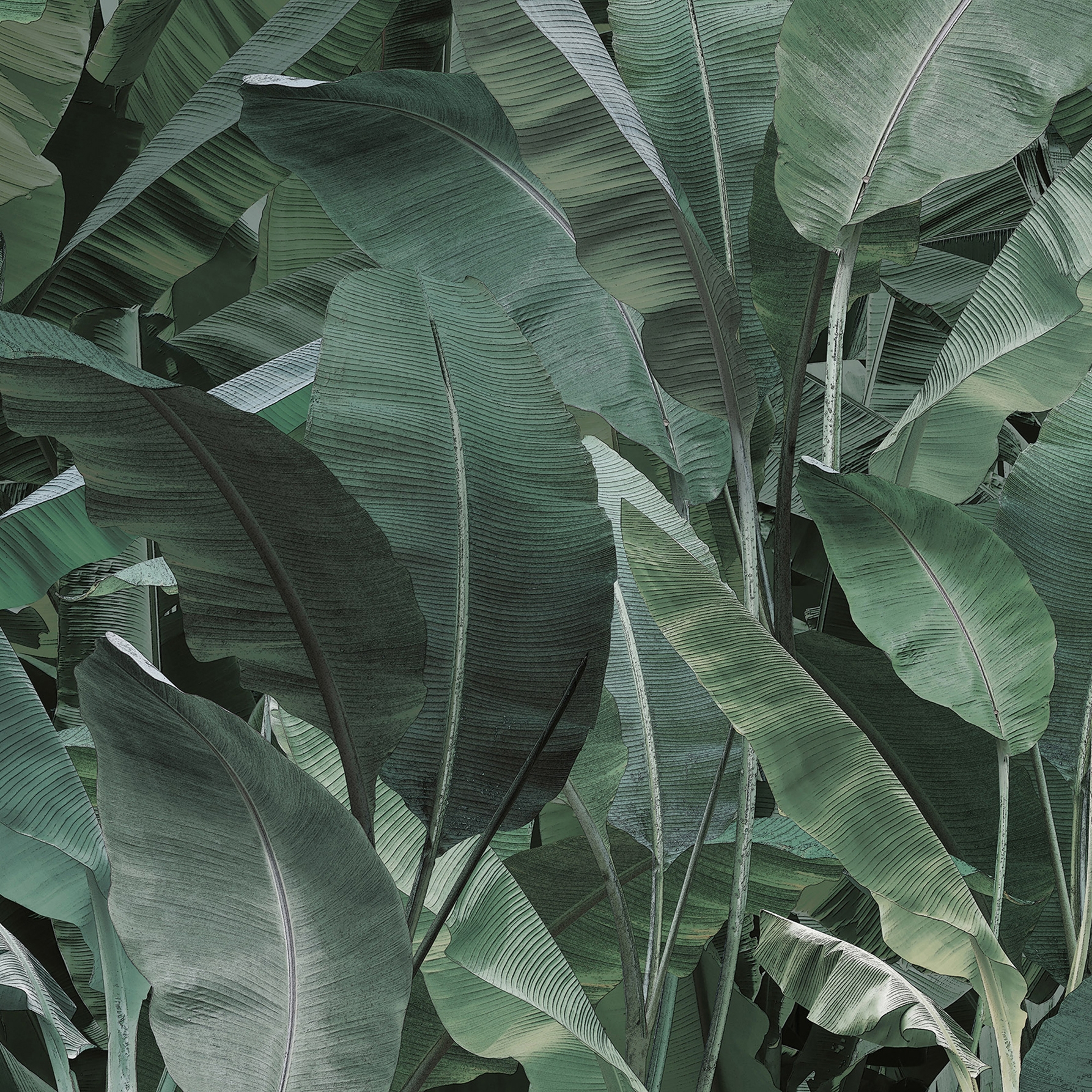 Produkt jungle | thai banano des Herstellers N.O.W. Edizioni anzeigen