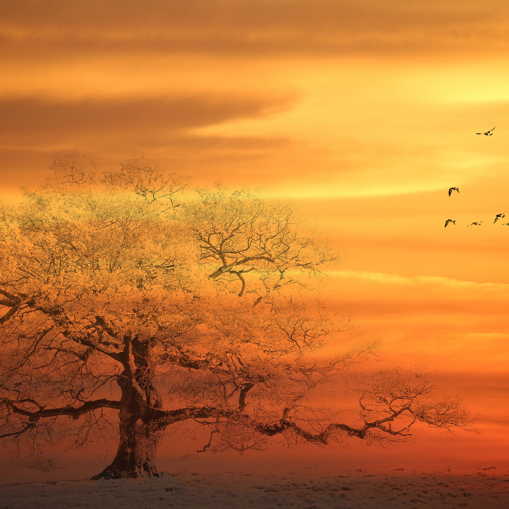 Arbre I La Pols