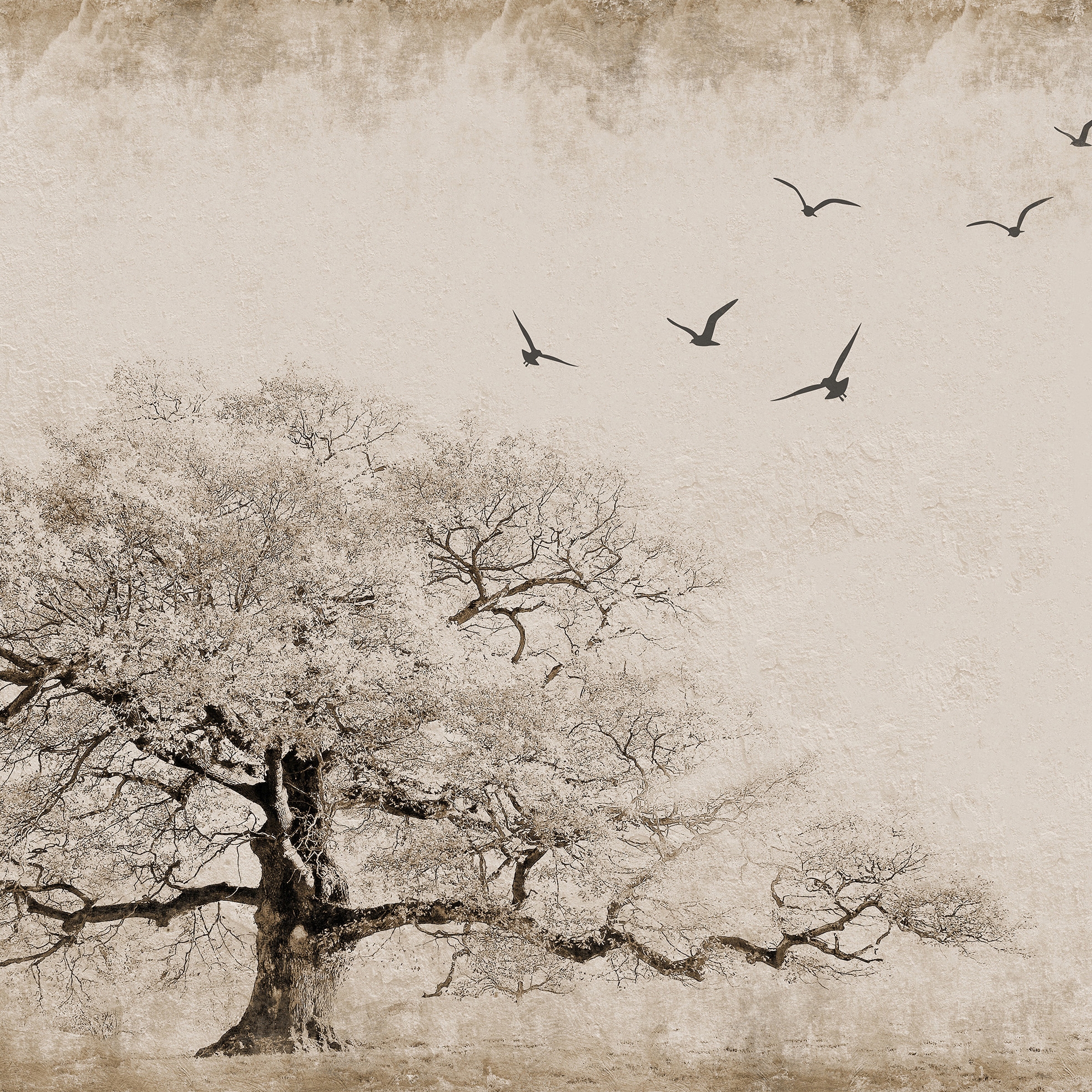 Arbre I La Pols