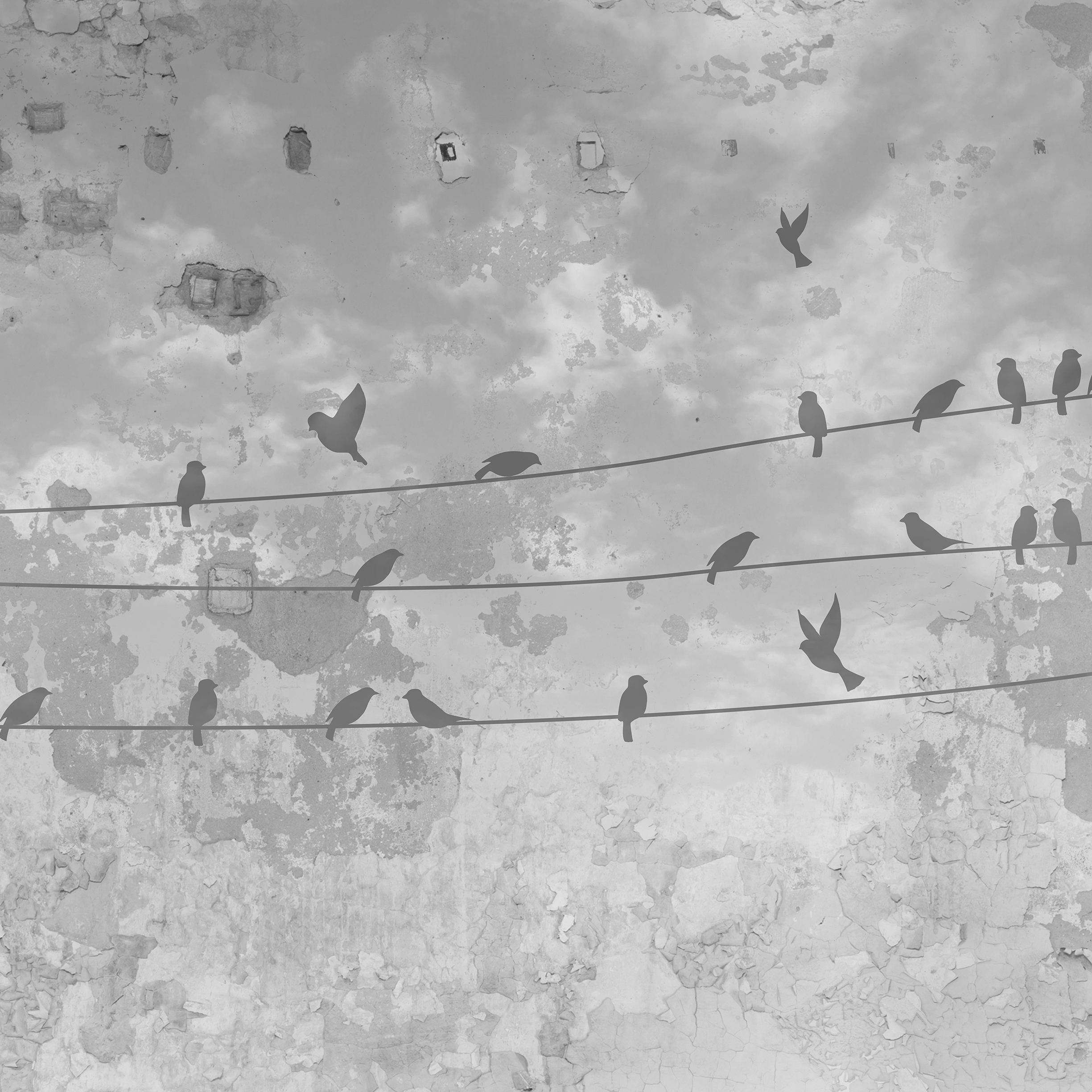 Black Bird