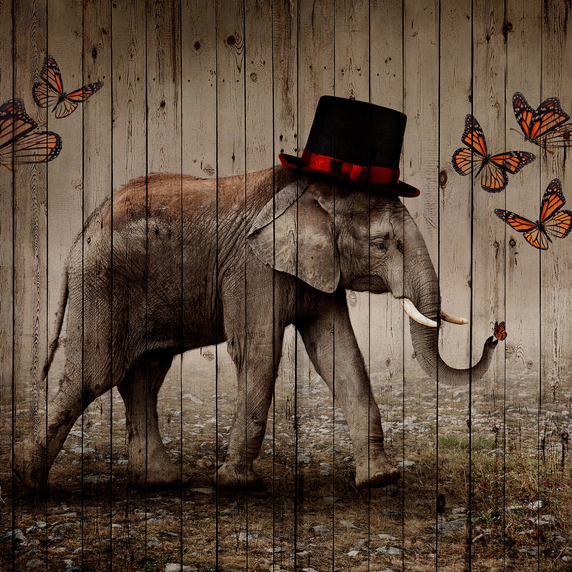 Afficher le produit Butterfly Phant du fabricant INSTABILELAB