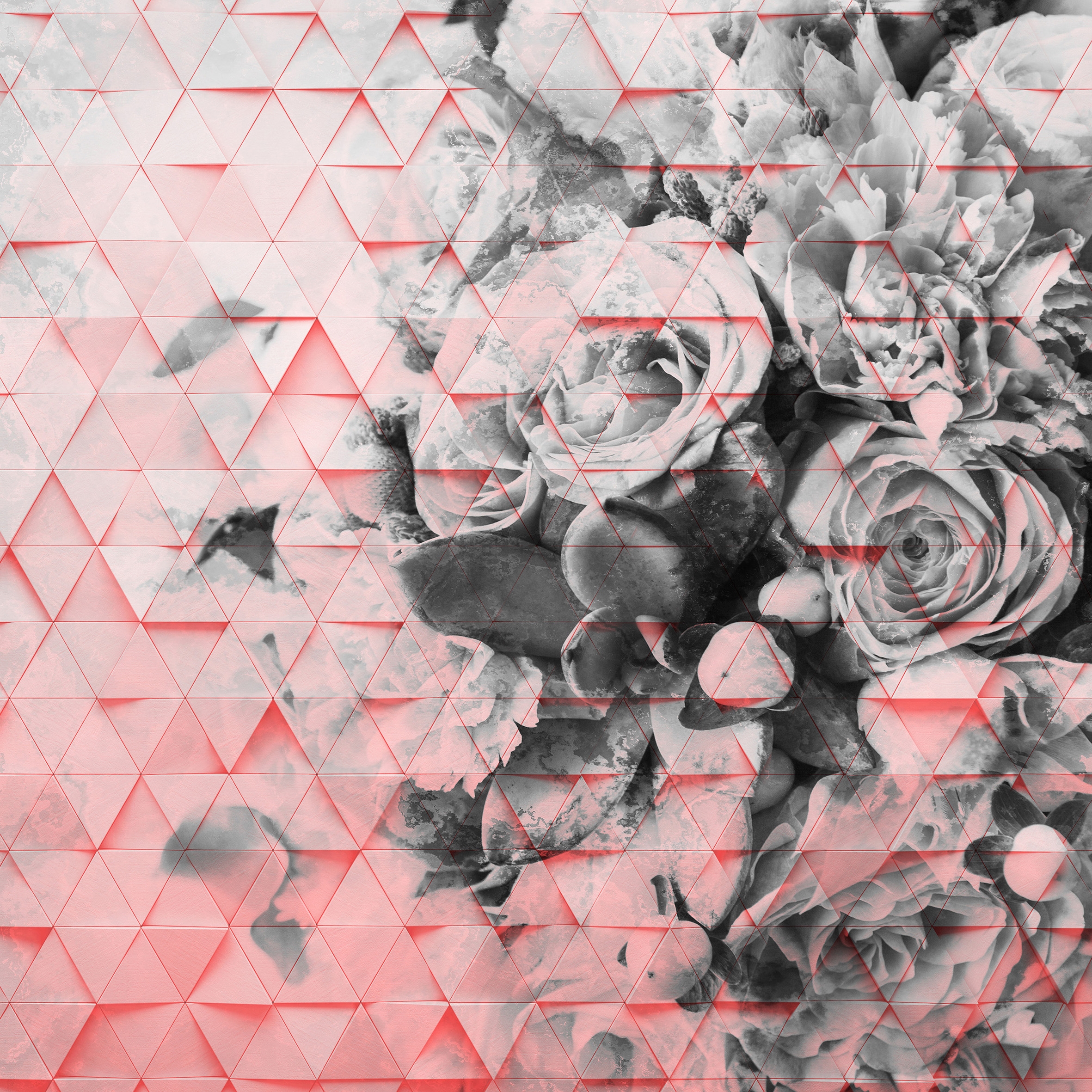 Decomposed Rose