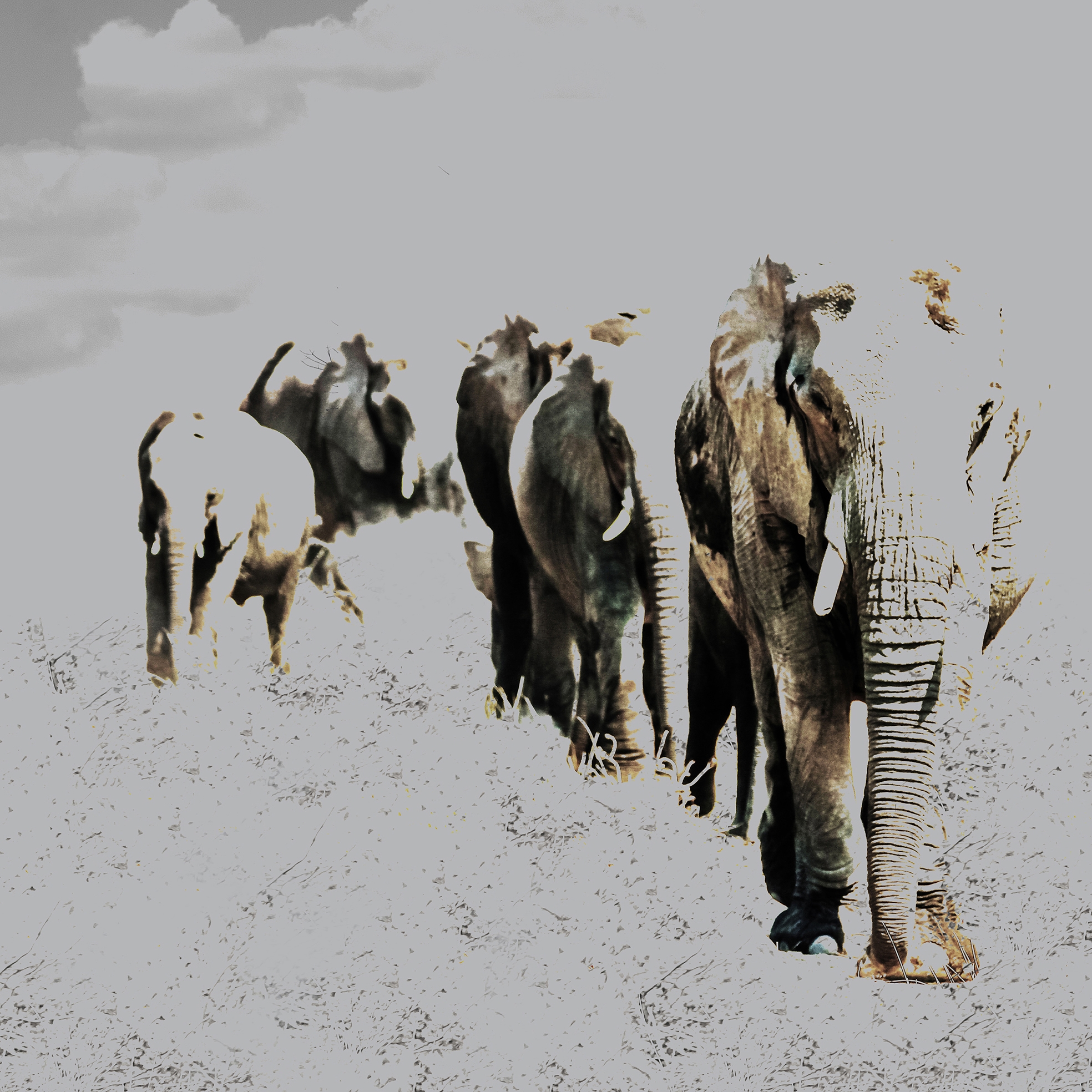 Produkt Elephant Posing des Herstellers INSTABILELAB anzeigen