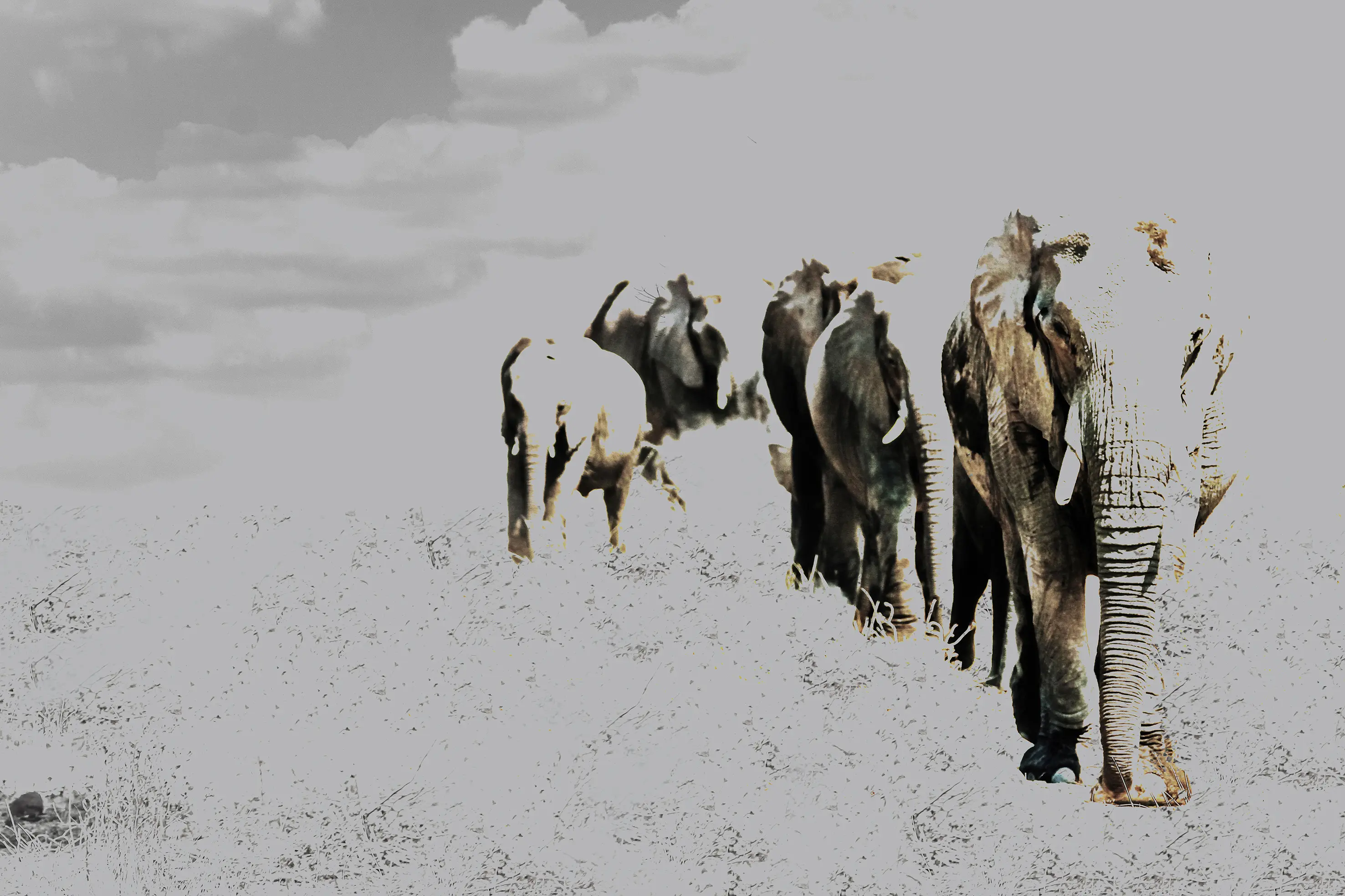 INSTABILELAB - Elephant Posing