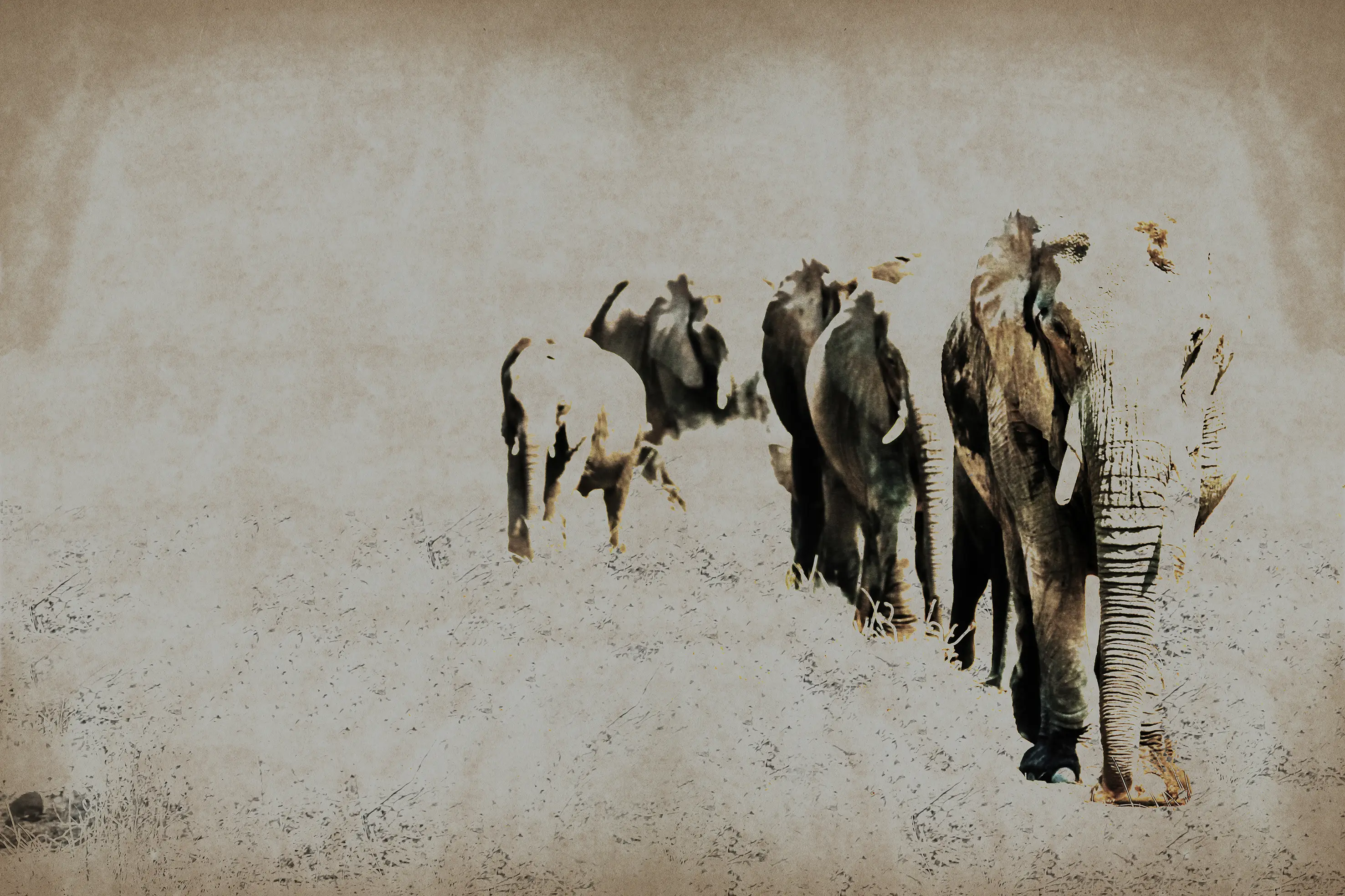 INSTABILELAB - Elephant Posing