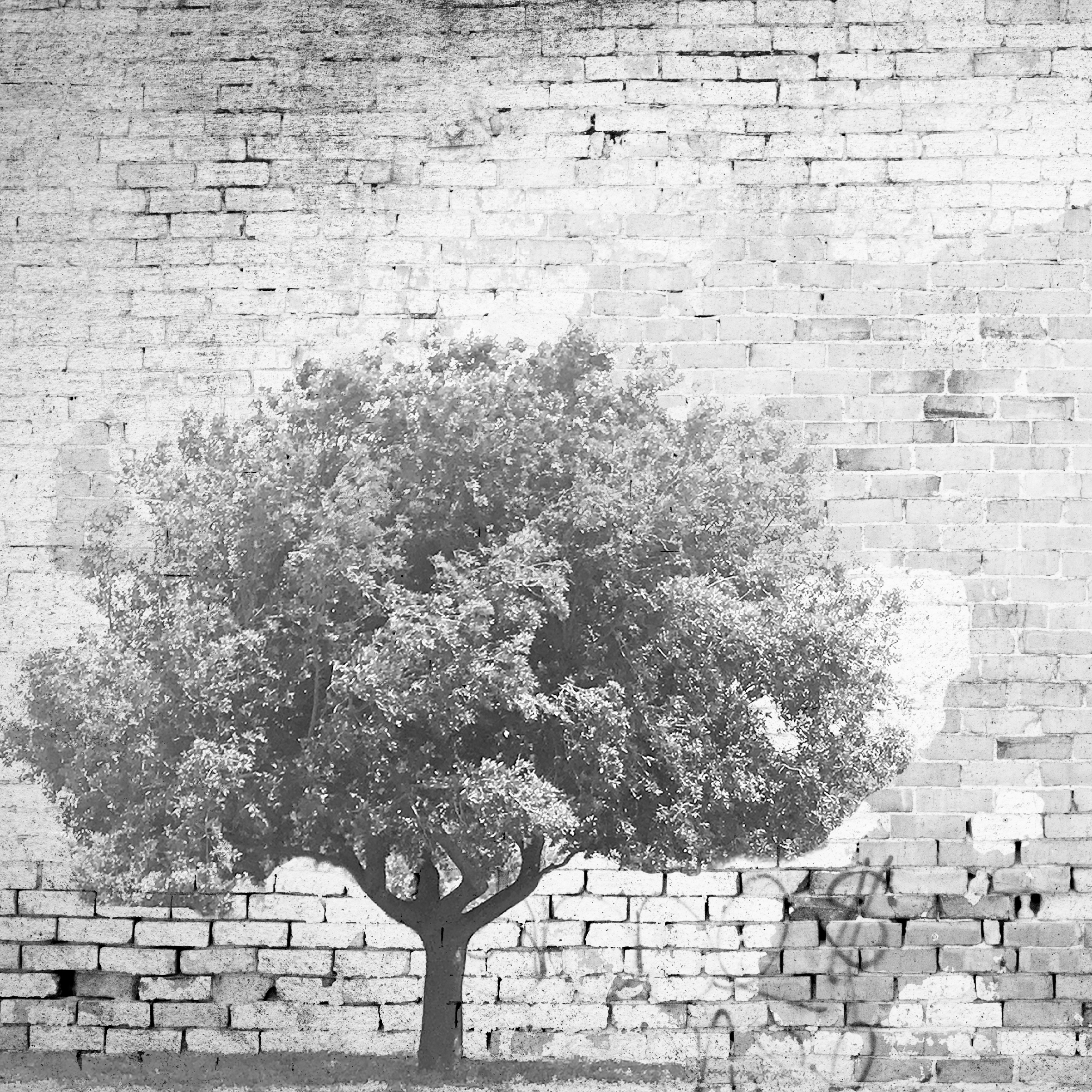 Display product The Tree And The Wall from manufacturer INSTABILELAB