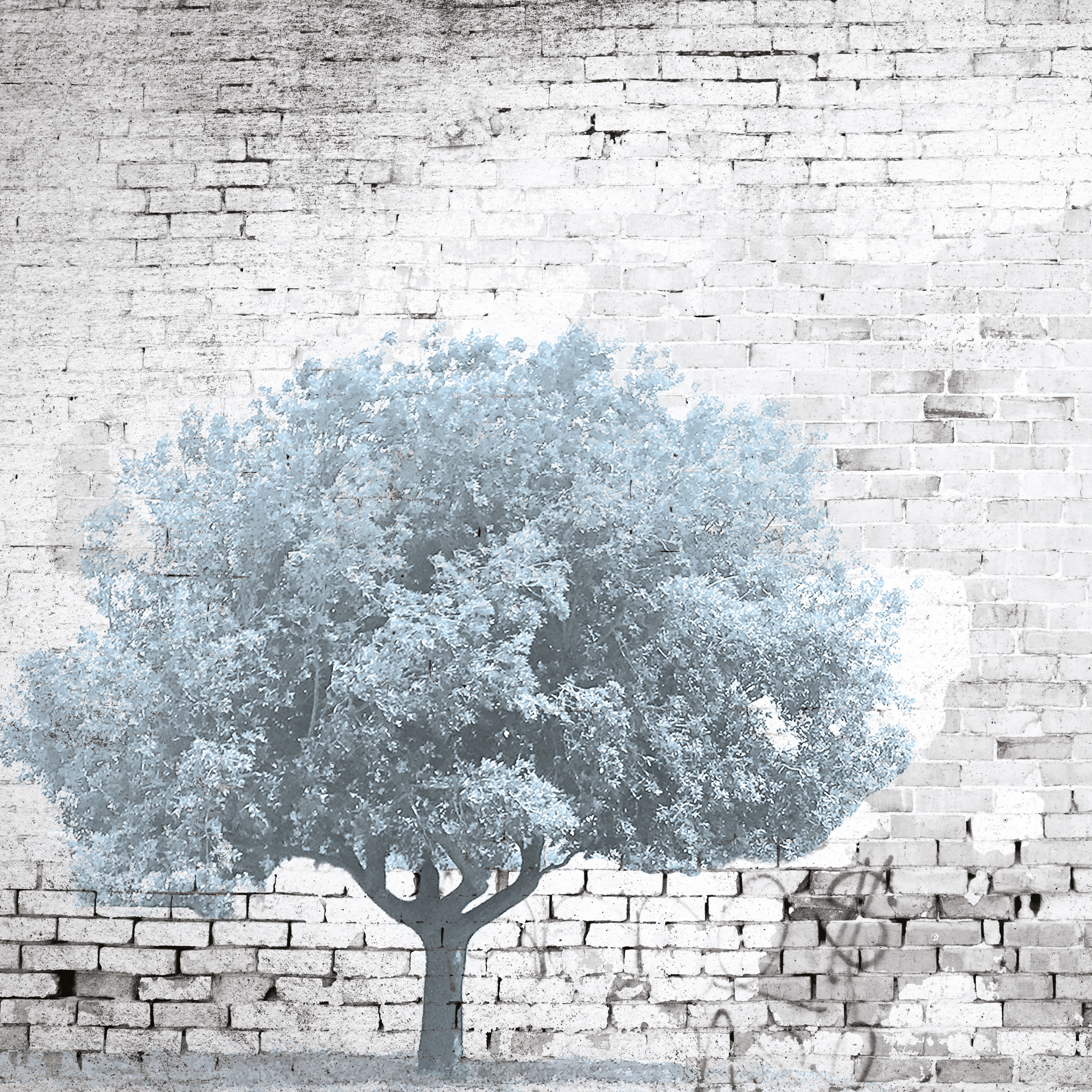 The Tree And The Wall