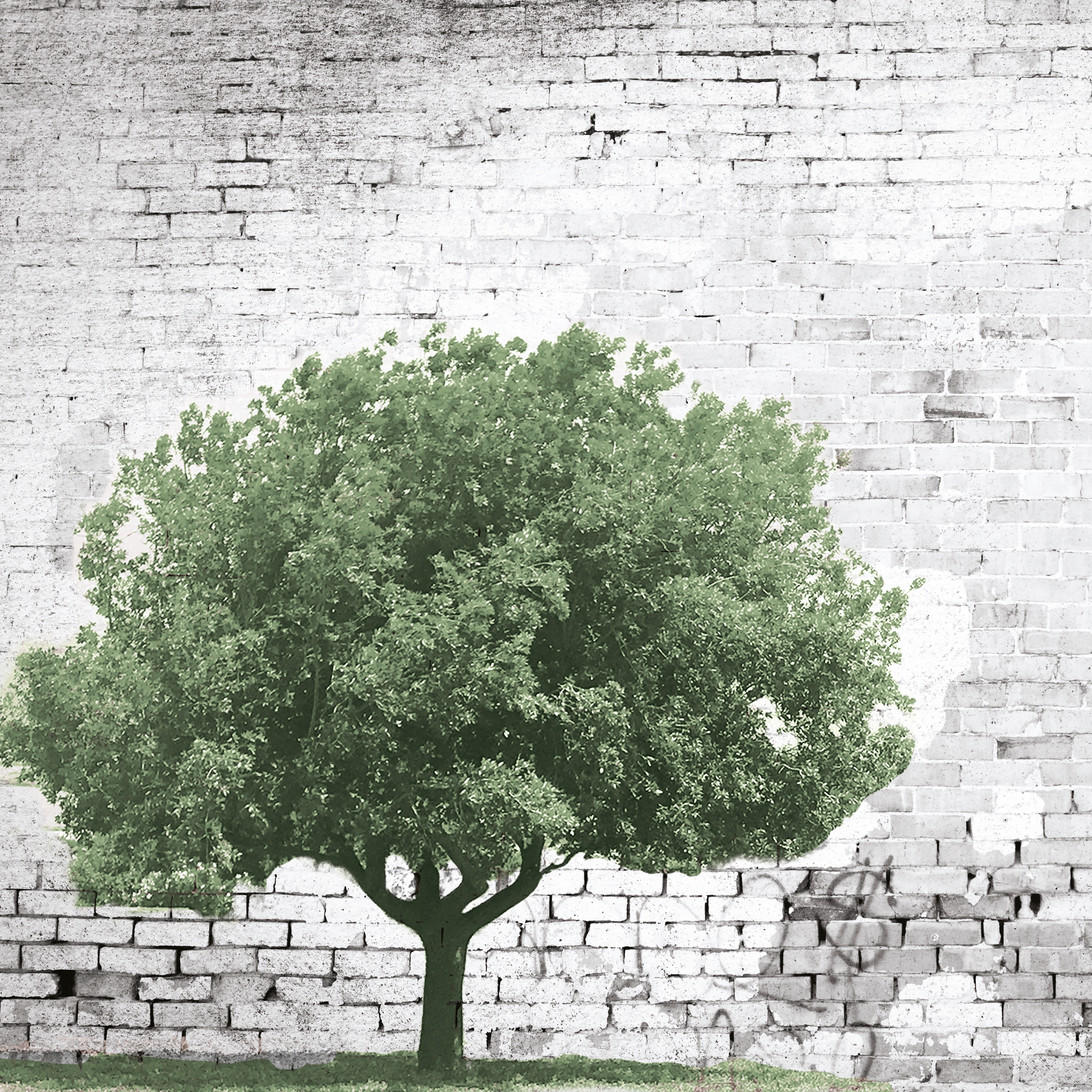 The Tree And The Wall