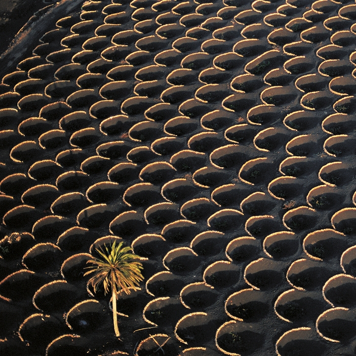 Samsung Collection | Vineyards protected by curved walls