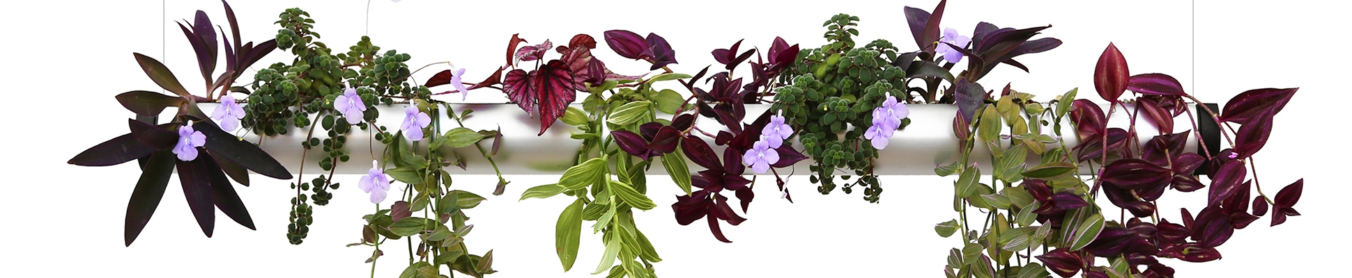 Discover the world of manufacturer Pendularis