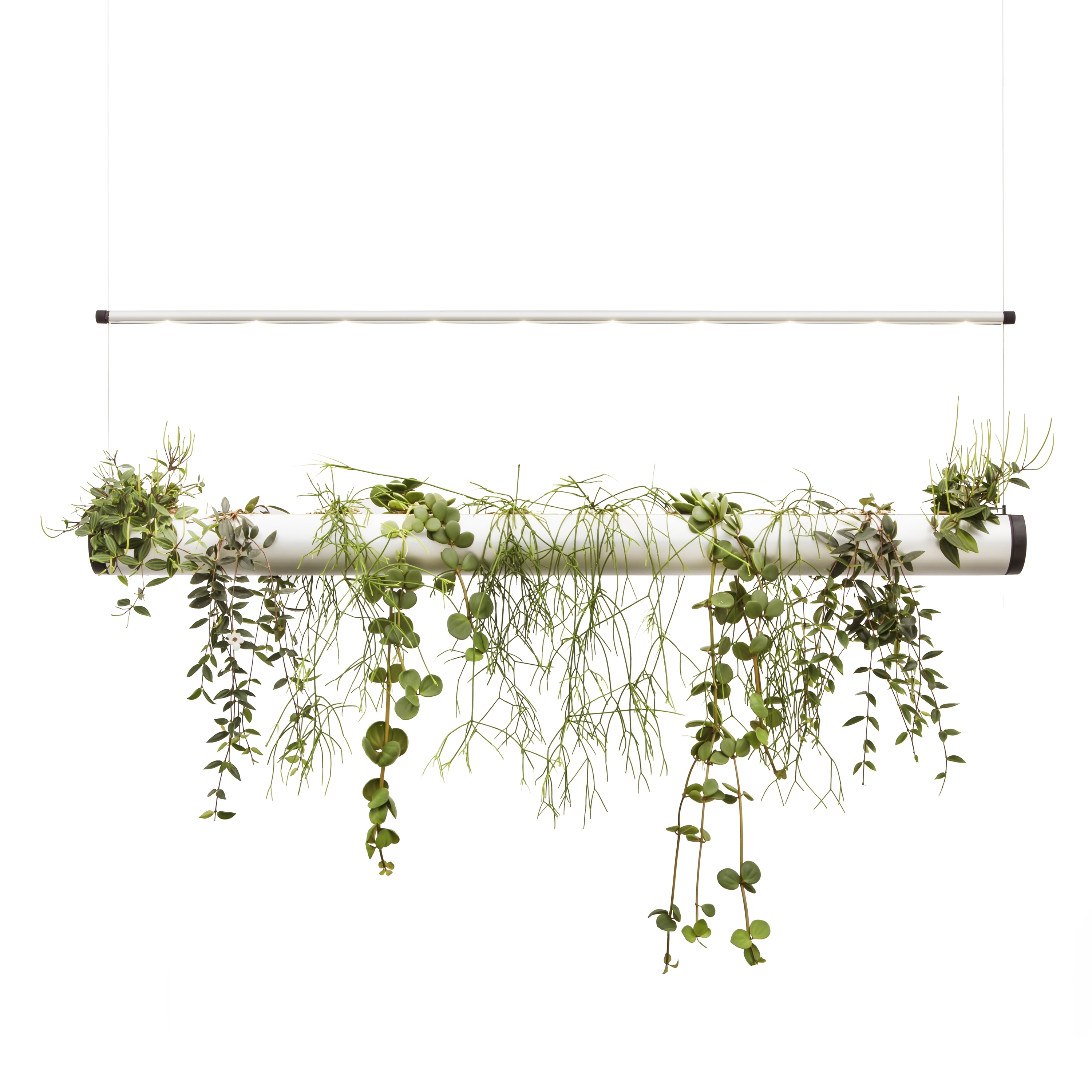 Display product Pendularis from manufacturer Pendularis