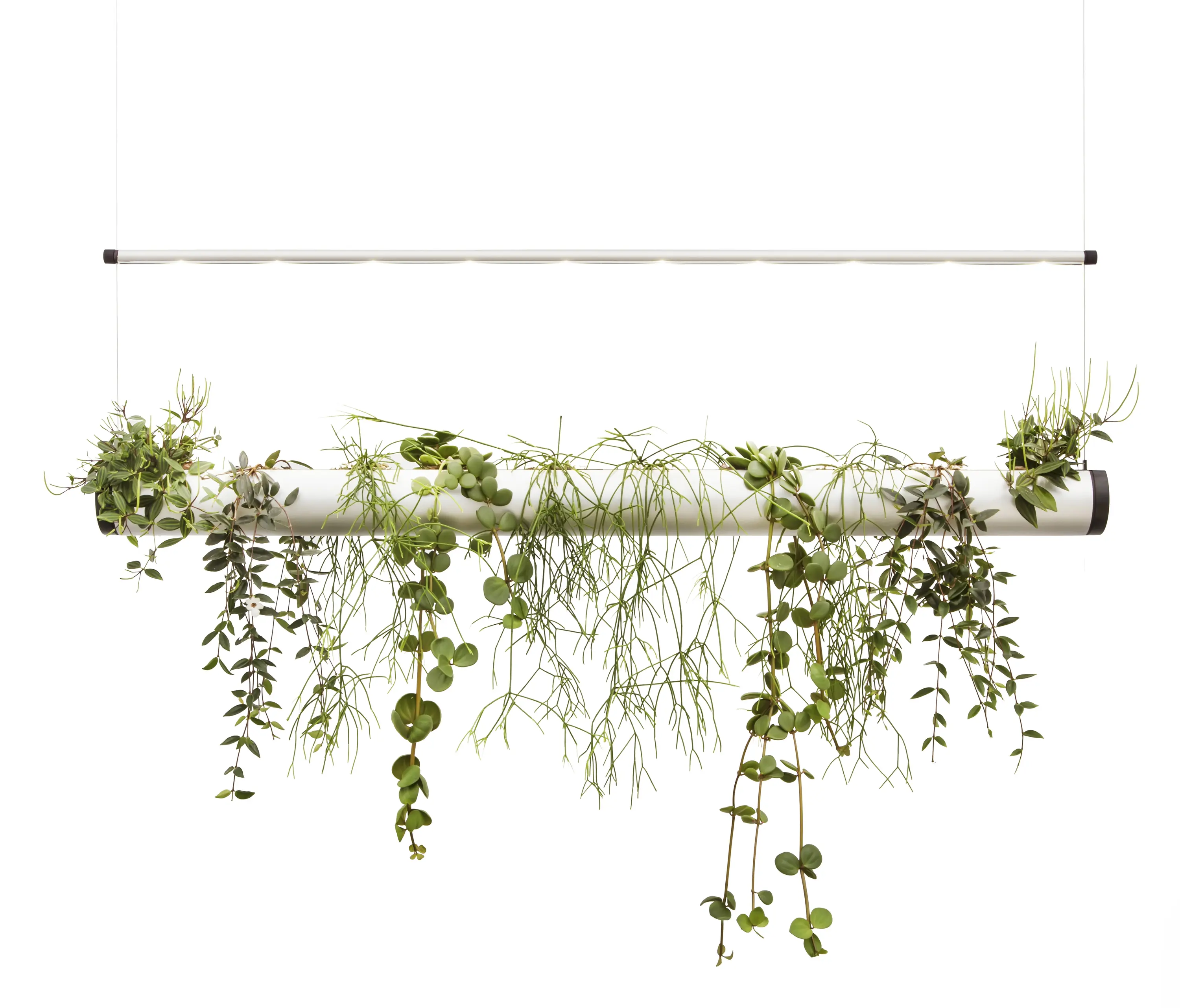 Pendularis - Pendularis