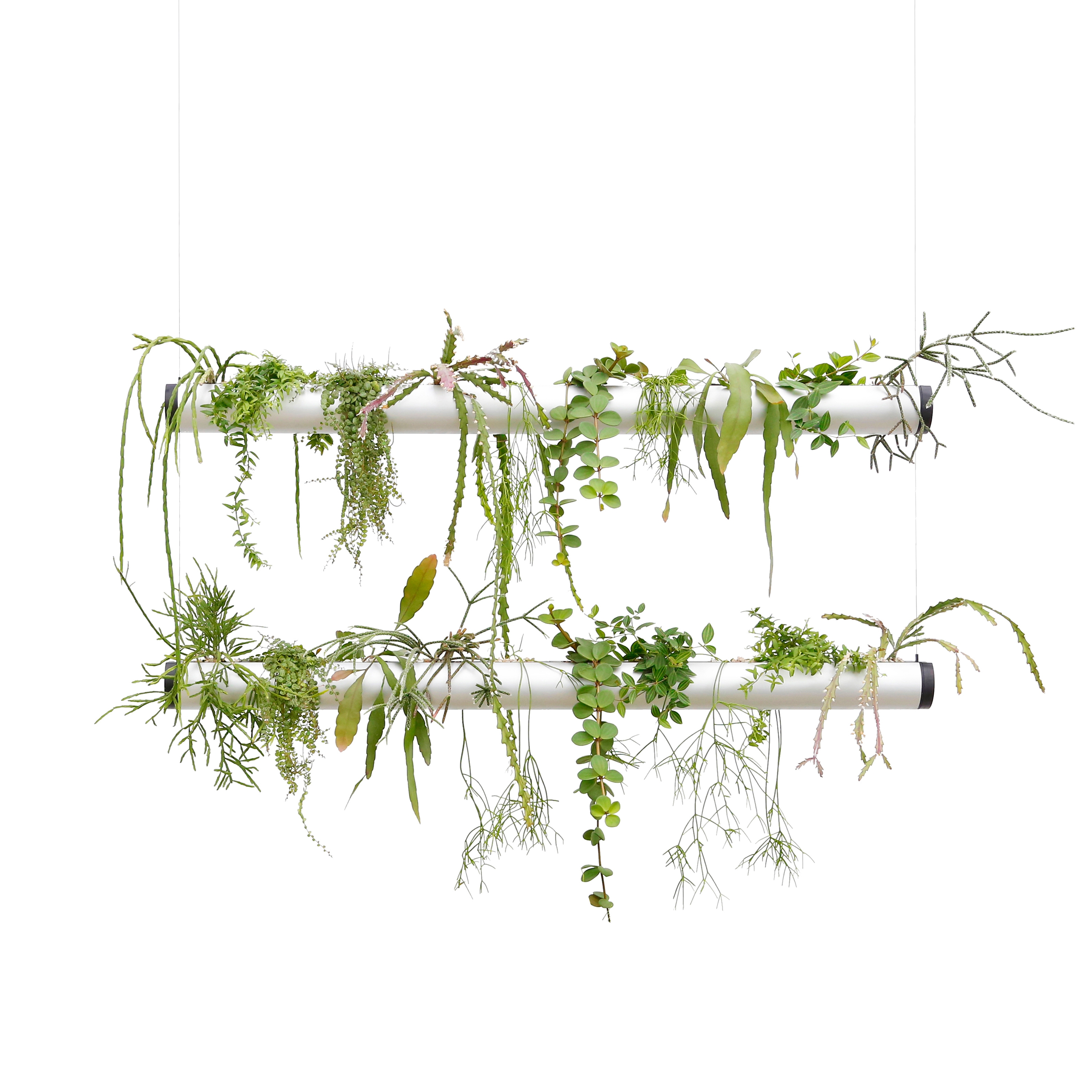 Display product Pendularis from manufacturer Pendularis
