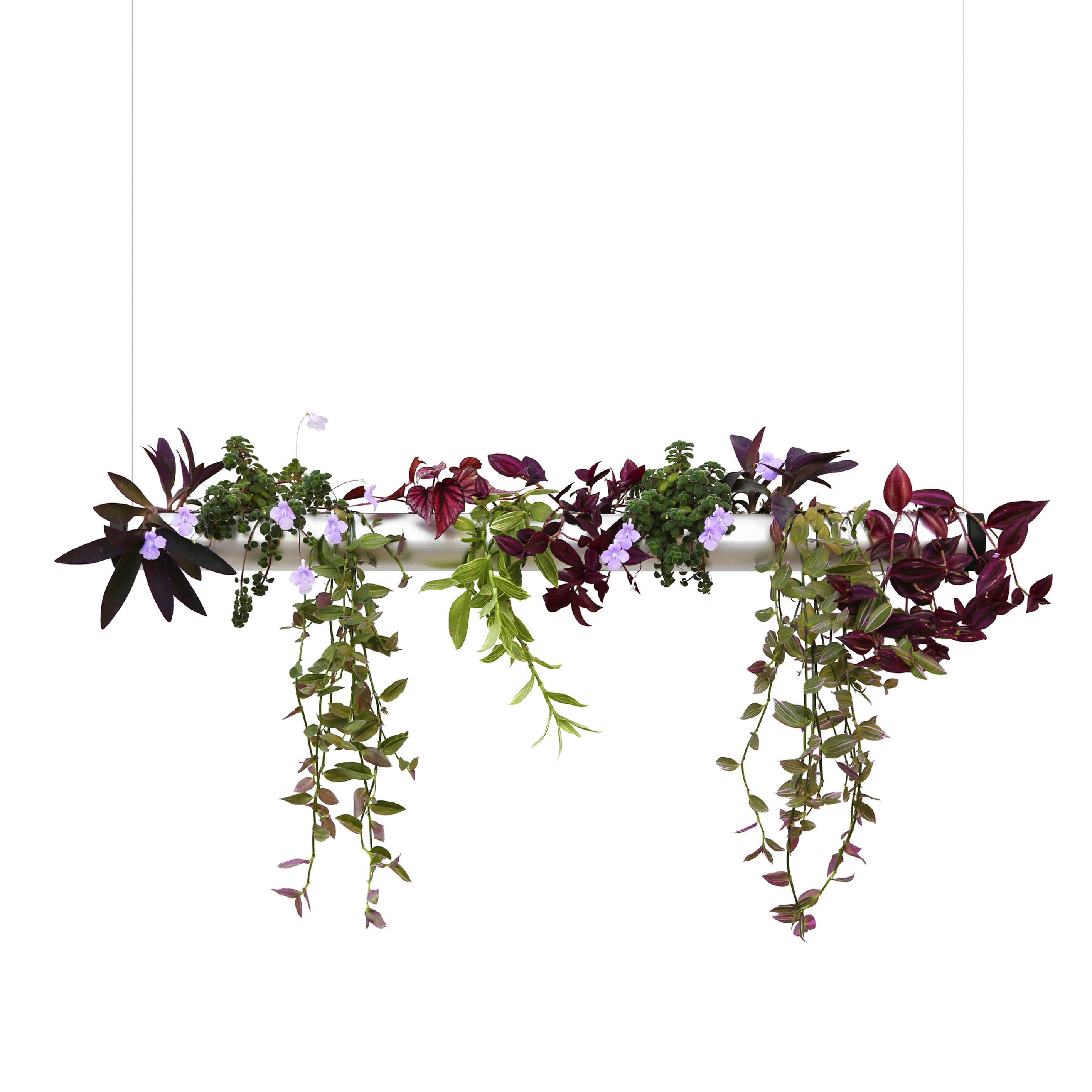 Display product Pendularis from manufacturer Pendularis