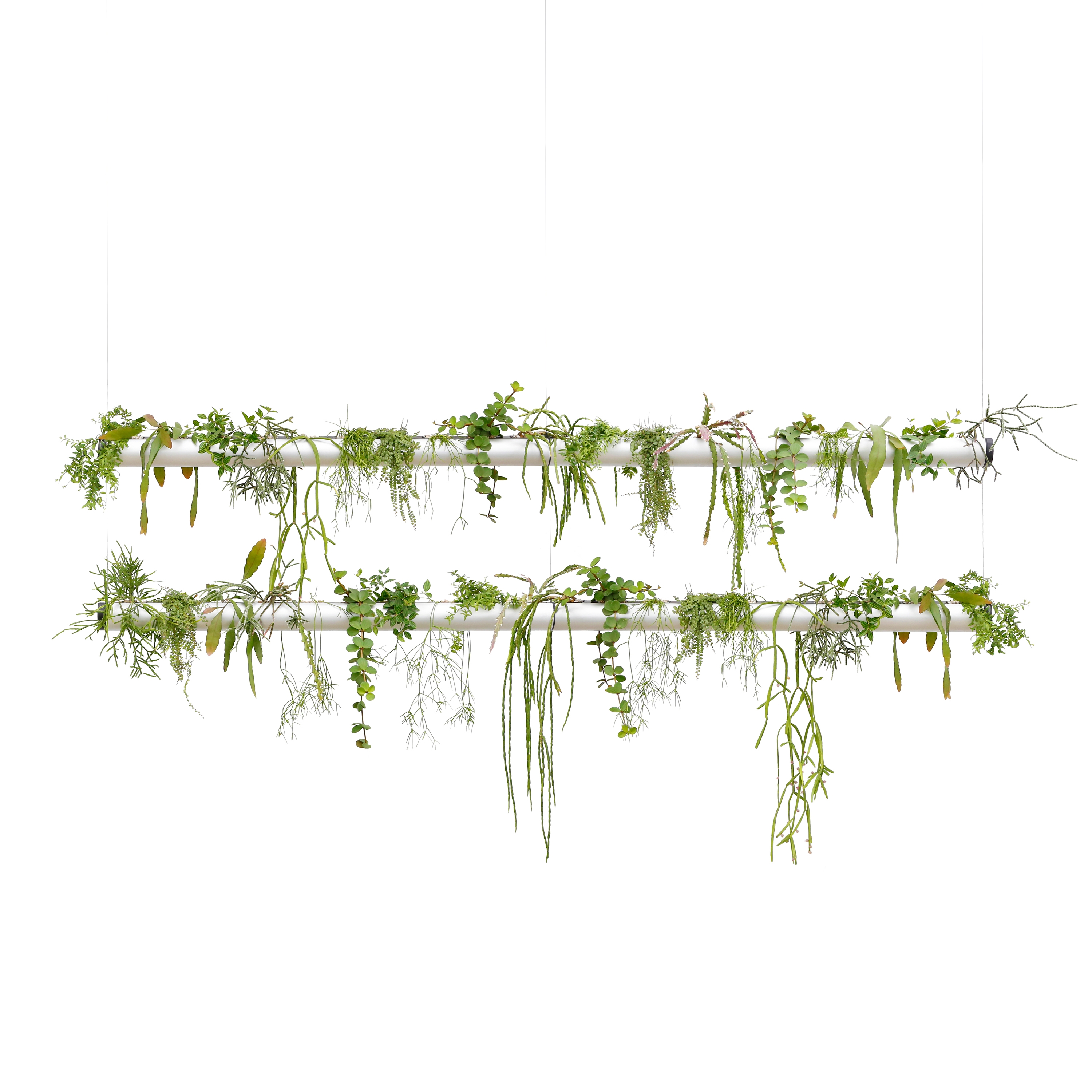 Display product Pendularis from manufacturer Pendularis