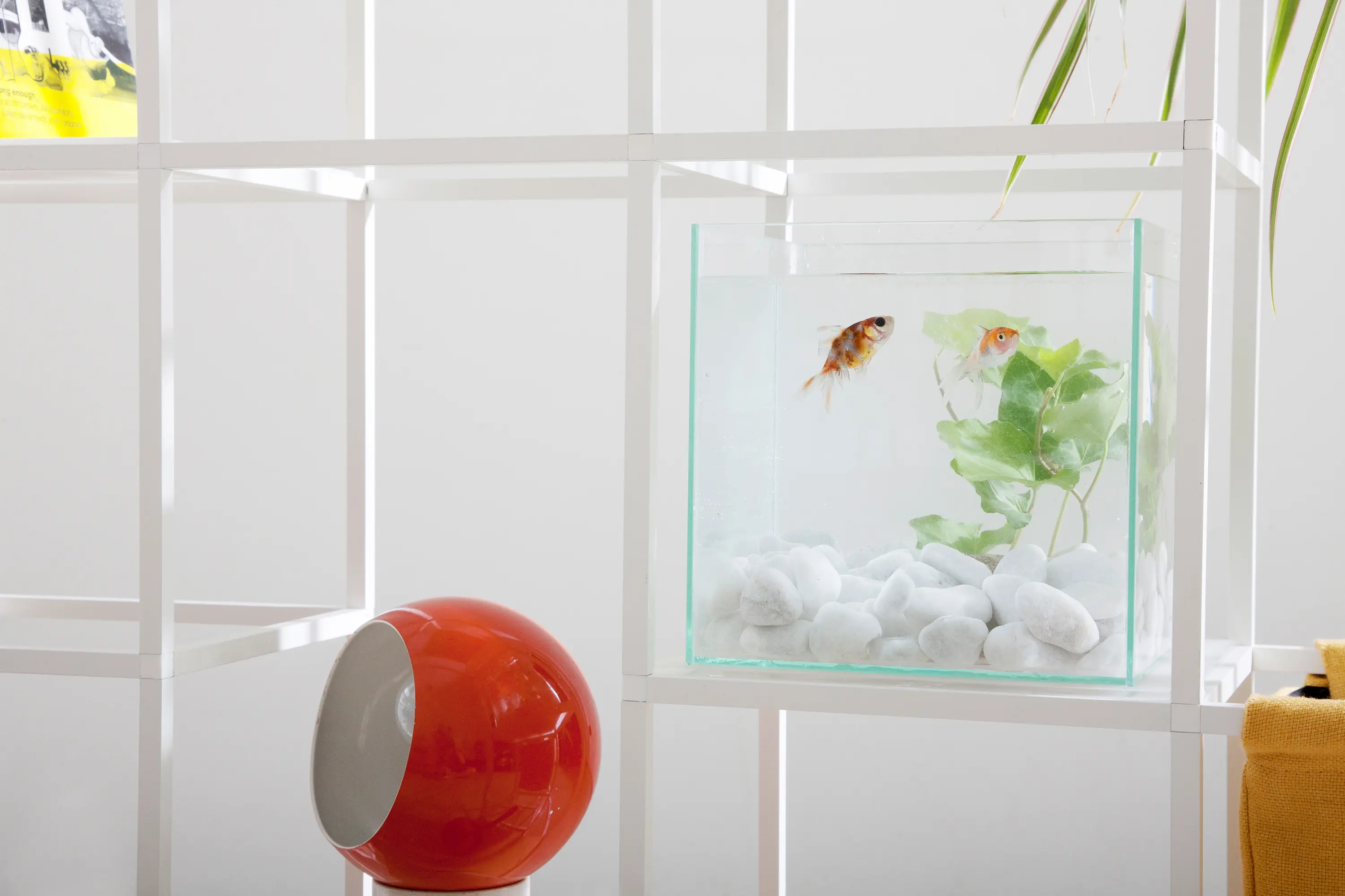iPot - iPot Acquario