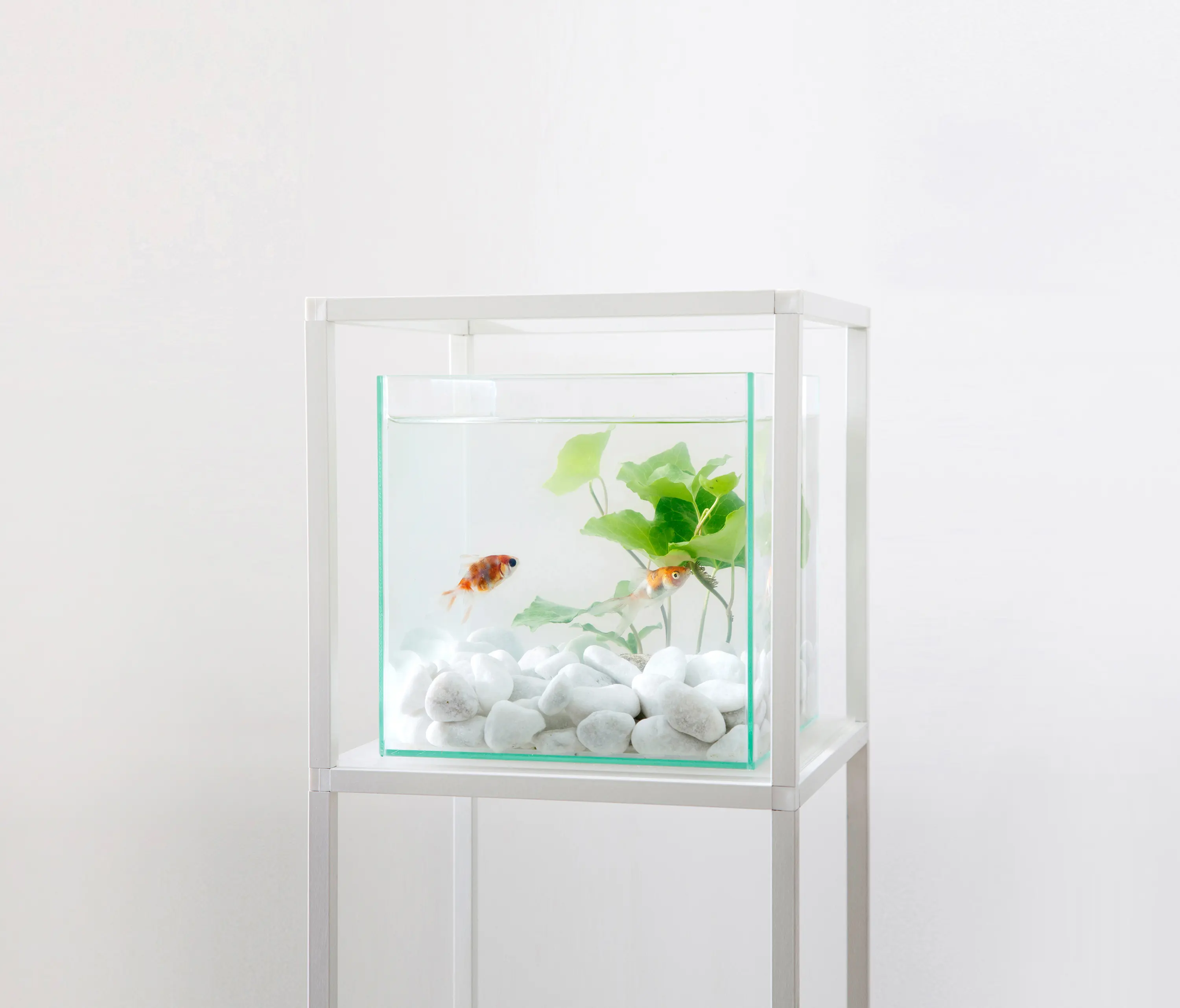 iPot - iPot Acquario
