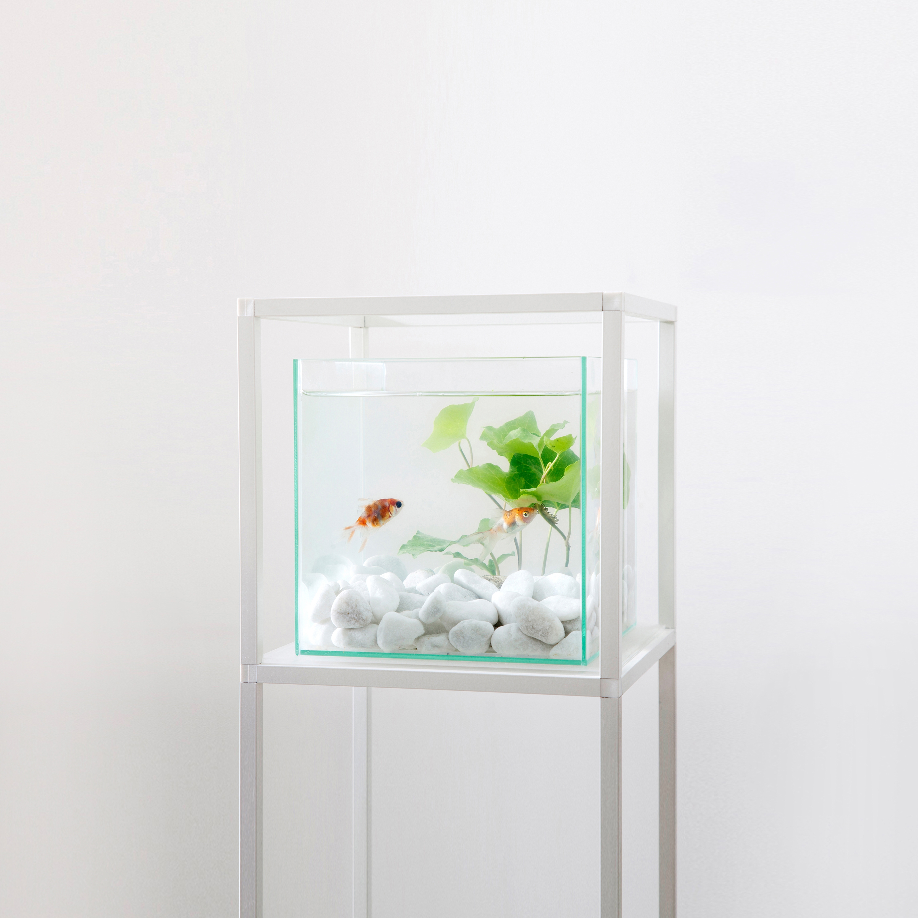 Mostra il prodotto iPot Acquario del produttore iPot