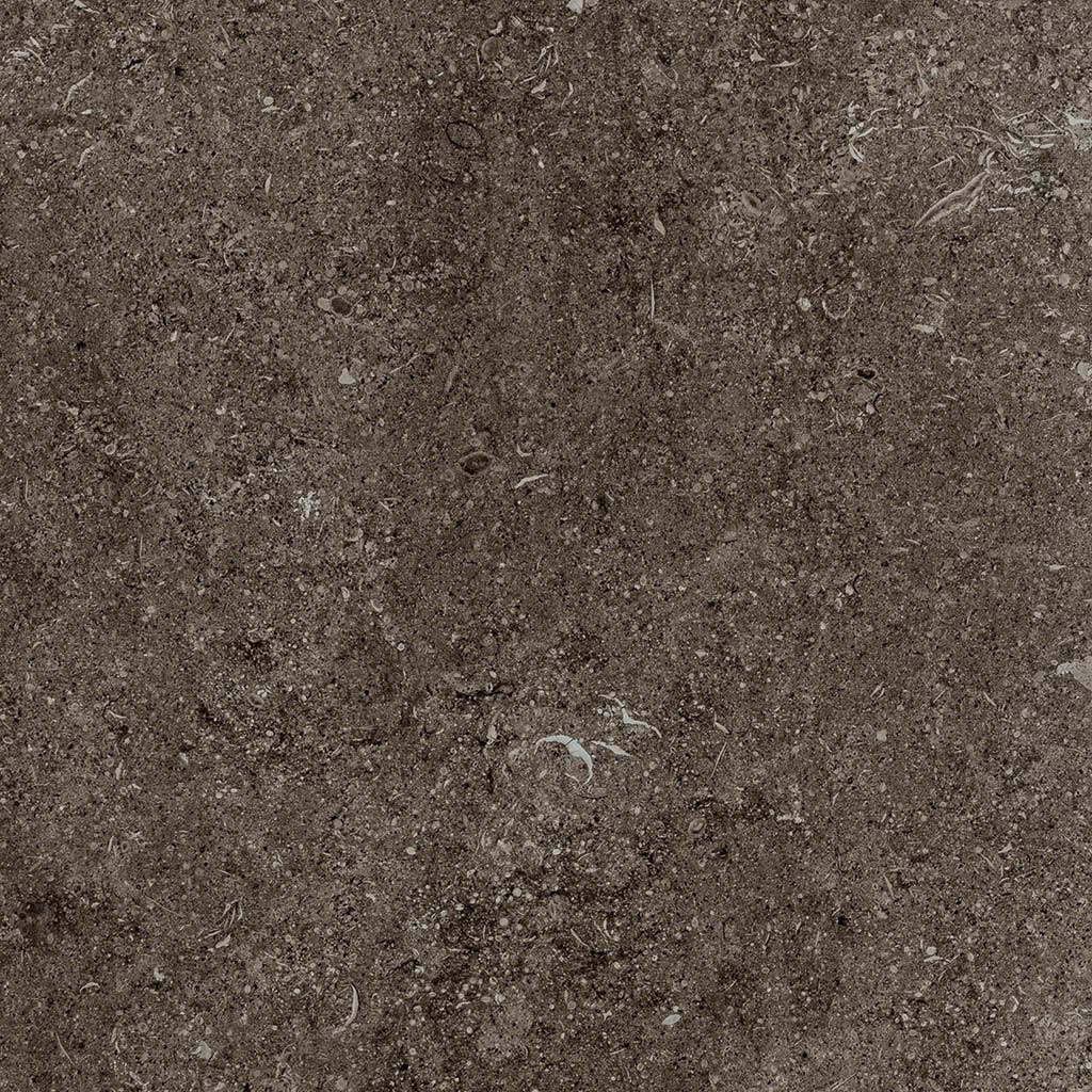 Sensi | Brown fossil