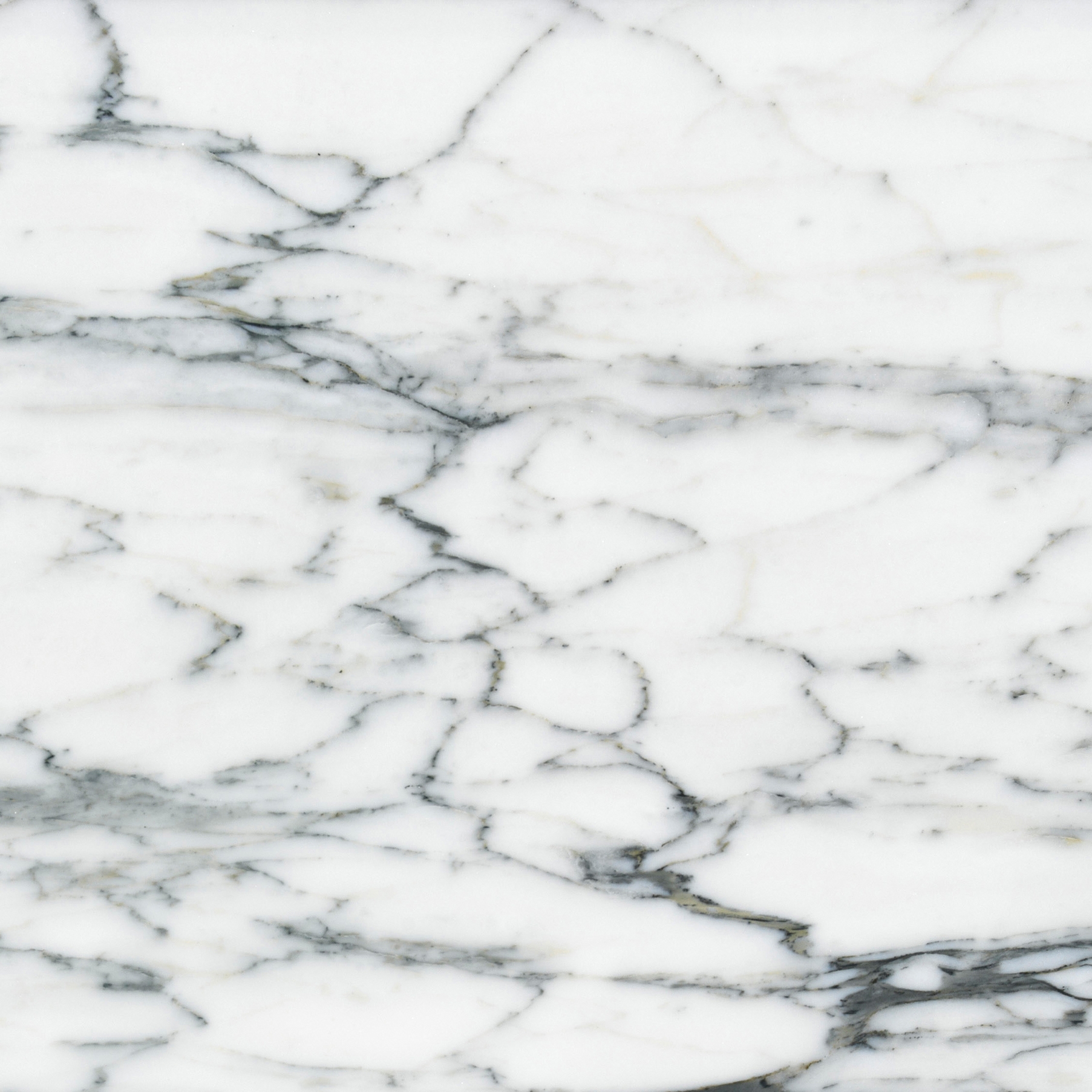 White Marble | Arabescato Carrara