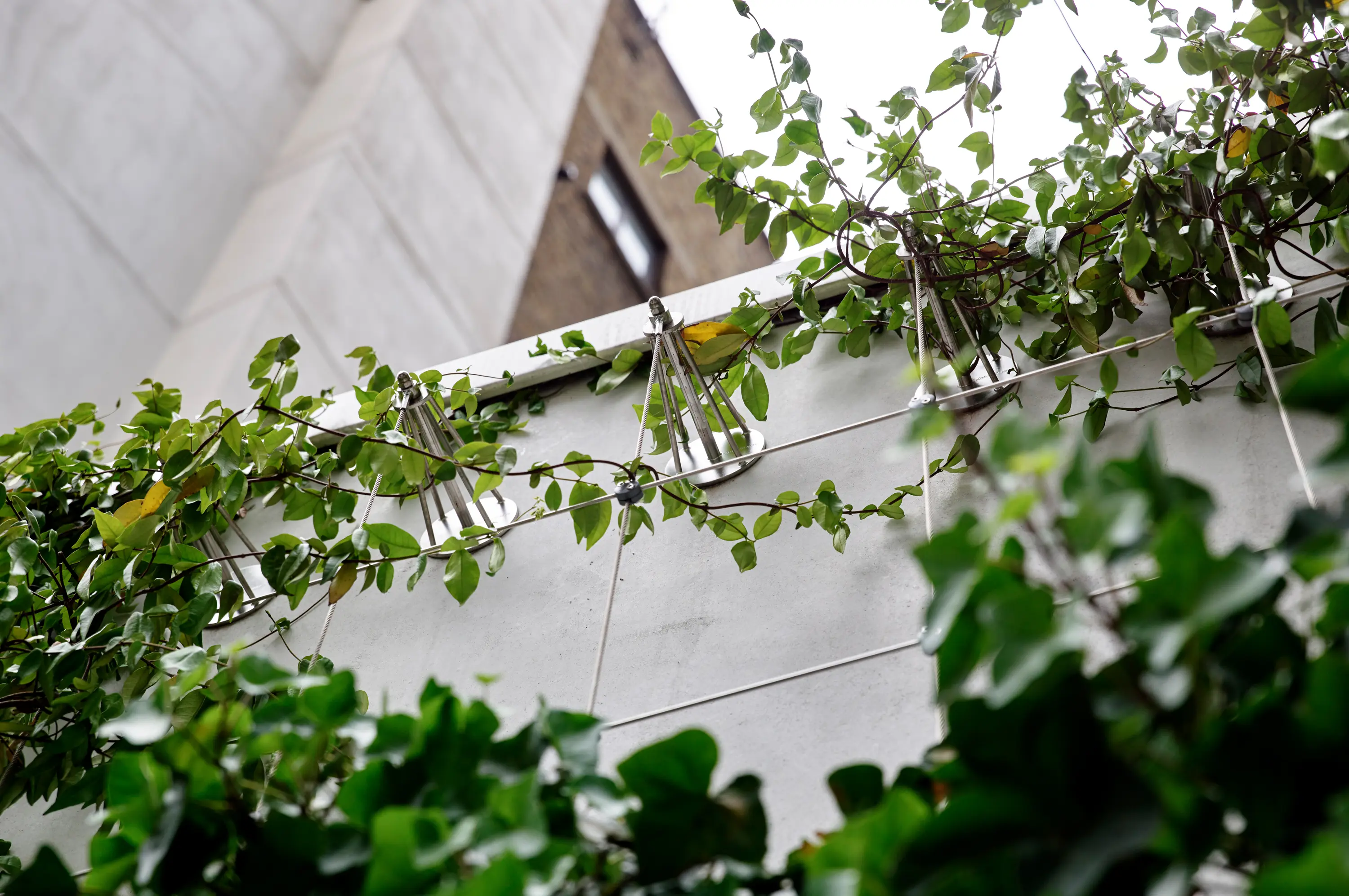 Jakob - Façade greening