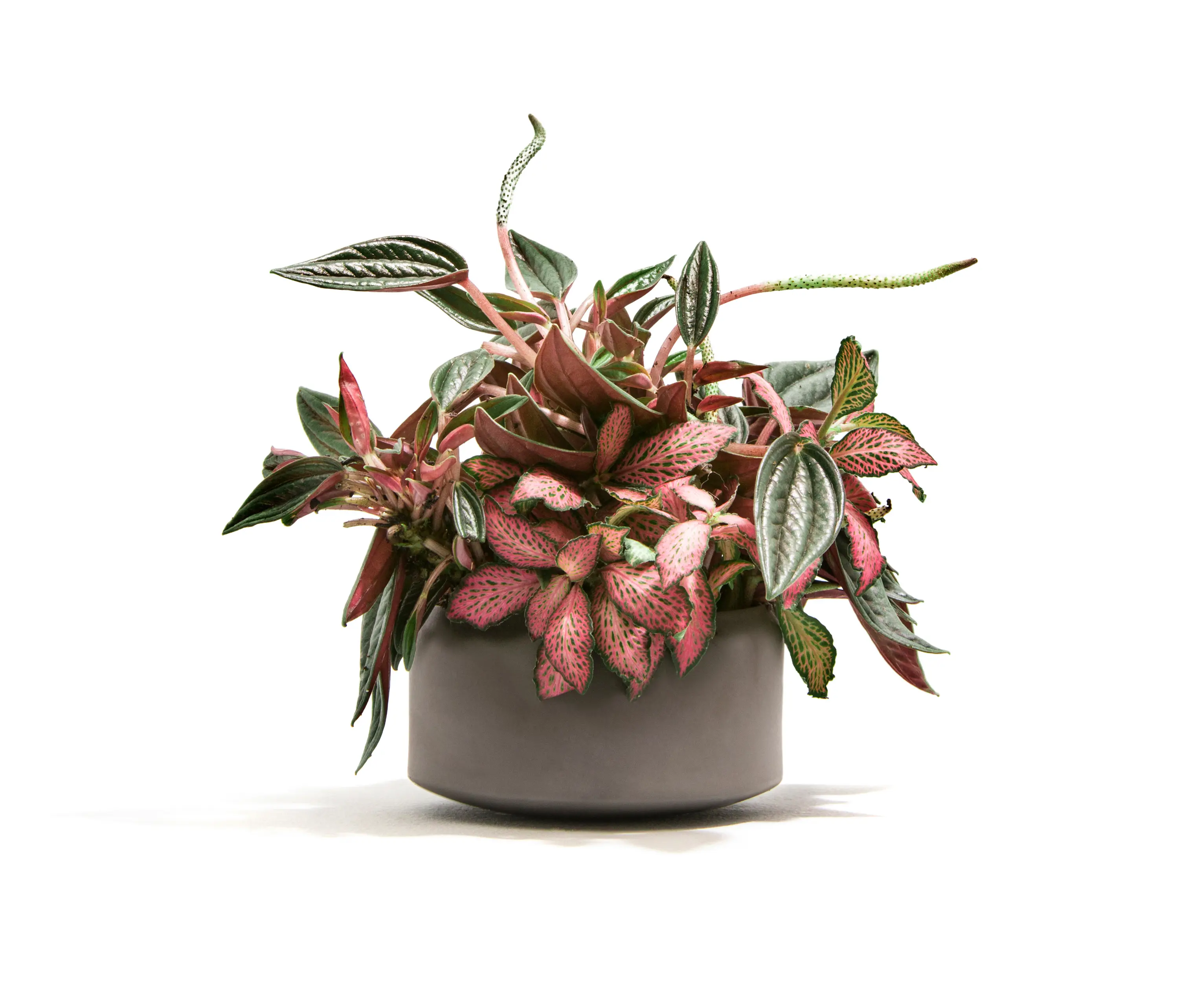 Nui Studio - Mygdal Plantlight Regular Lush