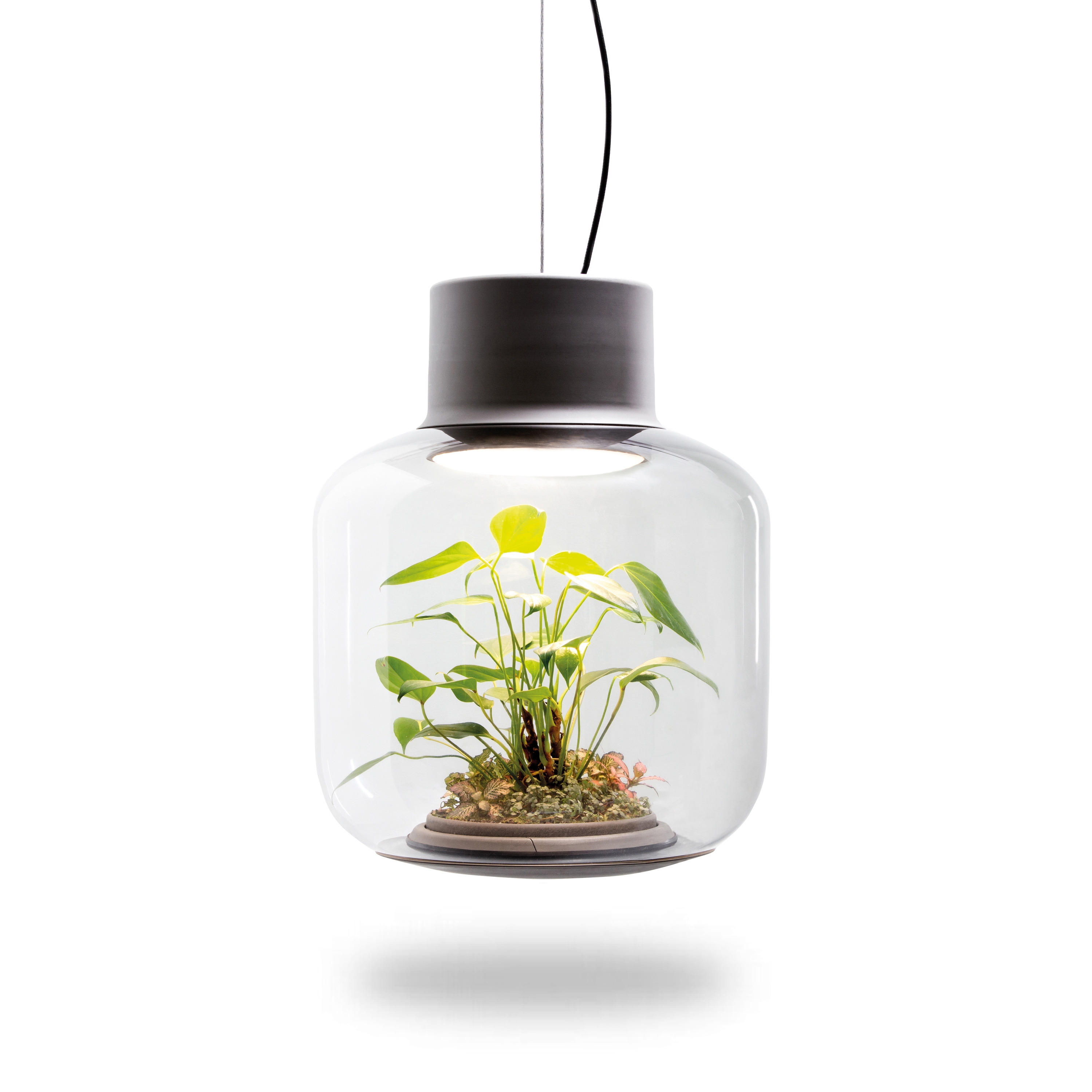 Display product Mygdal Plantlight Large Lush from manufacturer Nui Studio