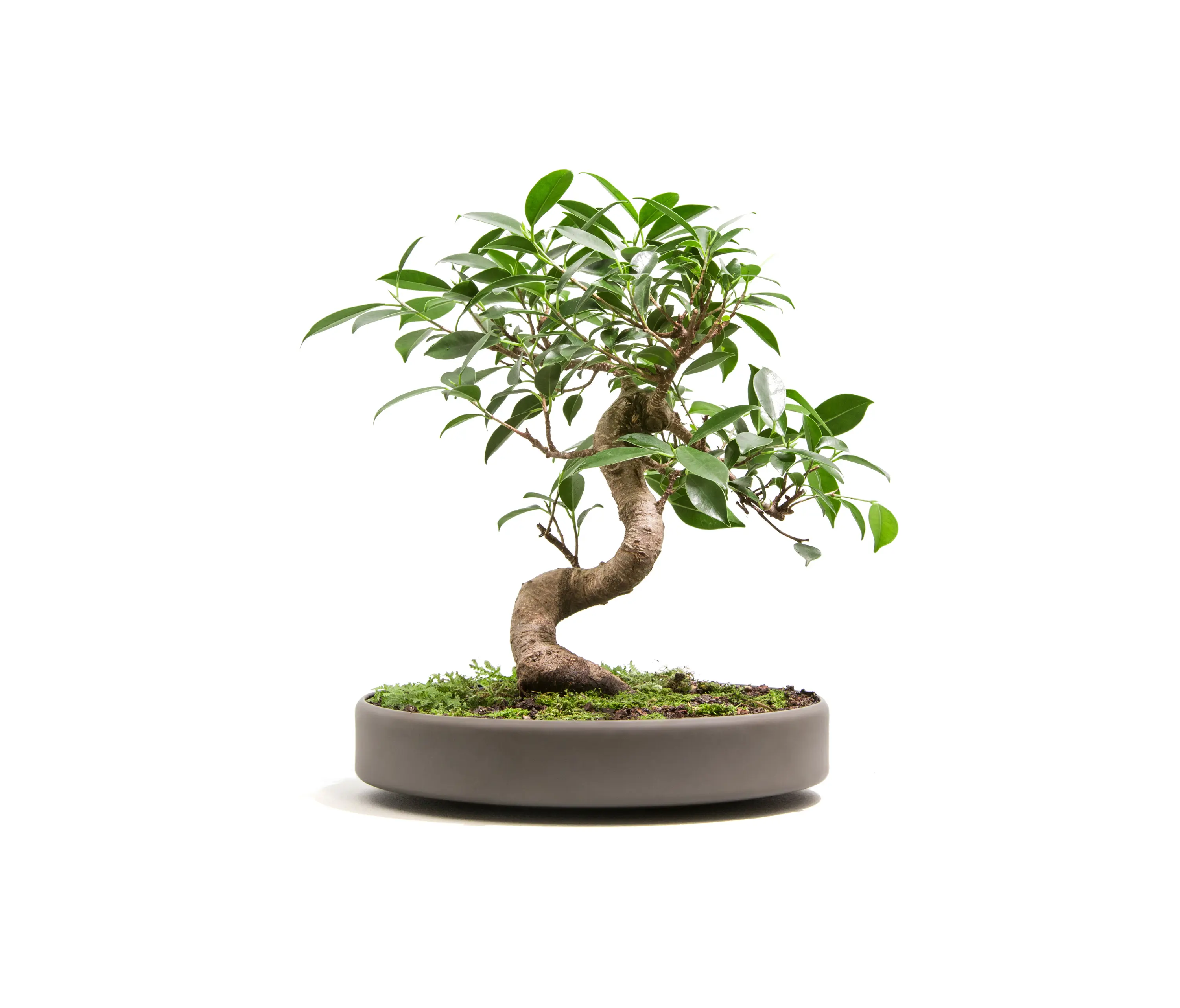 Nui Studio - Mygdal Plantlight Large Zen