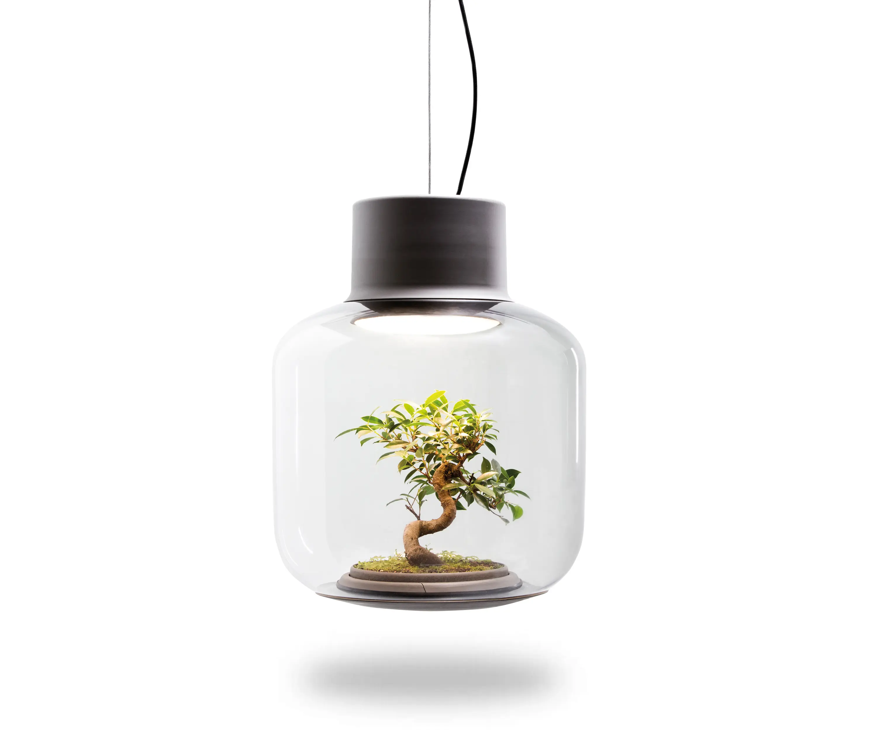 Nui Studio - Mygdal Plantlight Large Zen
