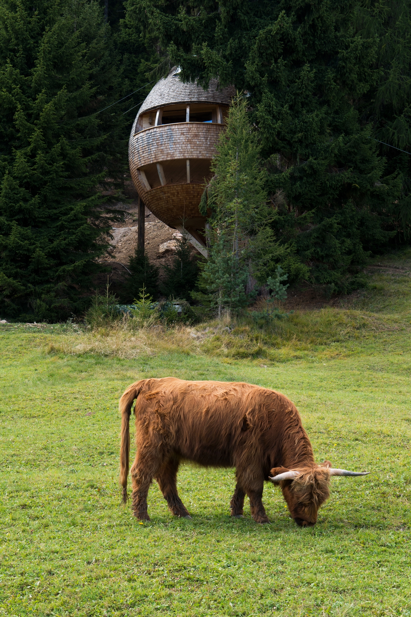 Read about project Pigna