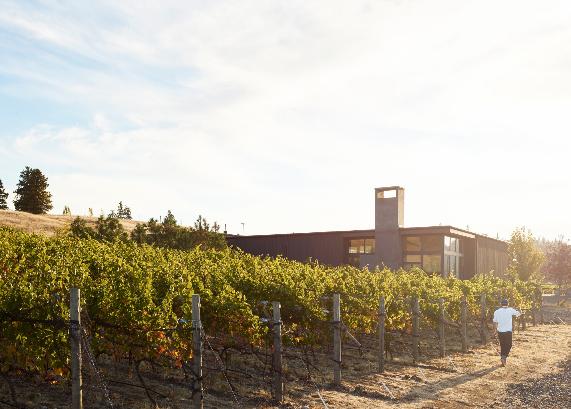 Read about project COR Cellars