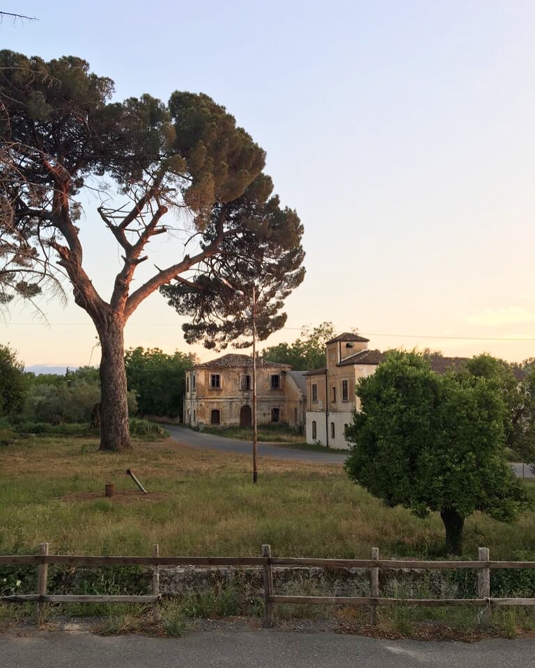 Sunrise in beautiful Calabria. Home of the majestic Olive tree