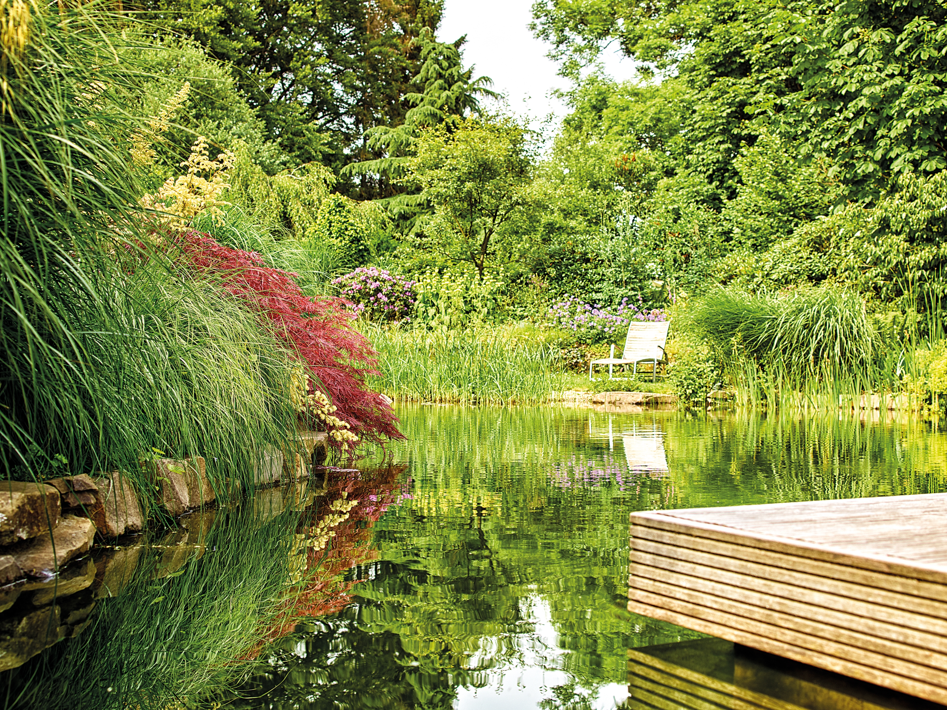 With time, the impression of a natural pond is created more and more by planting along the edges