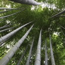 Leggi la storia Engineered Nature: materials made to perform