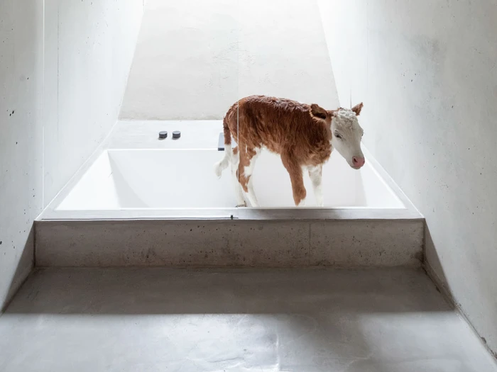Leggi la storia Design icons in a historical context