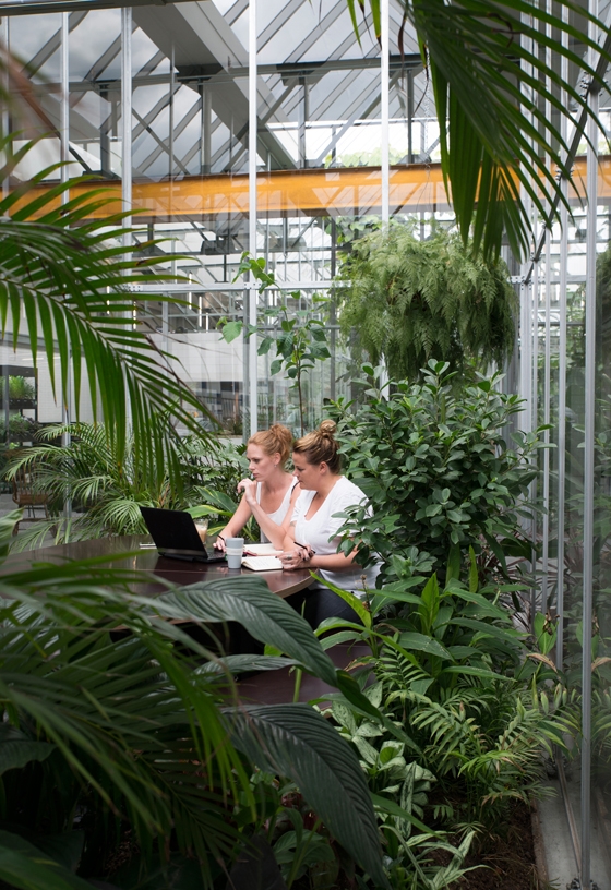 Glazed internal “greenhouse” gardens planted  with ferns and lush green foliage provide tropical havens for professionals to brainstorm and hold meetings at buggy manufacturer’s Joolz in Amsterdam. Photos: Jordi Huisman