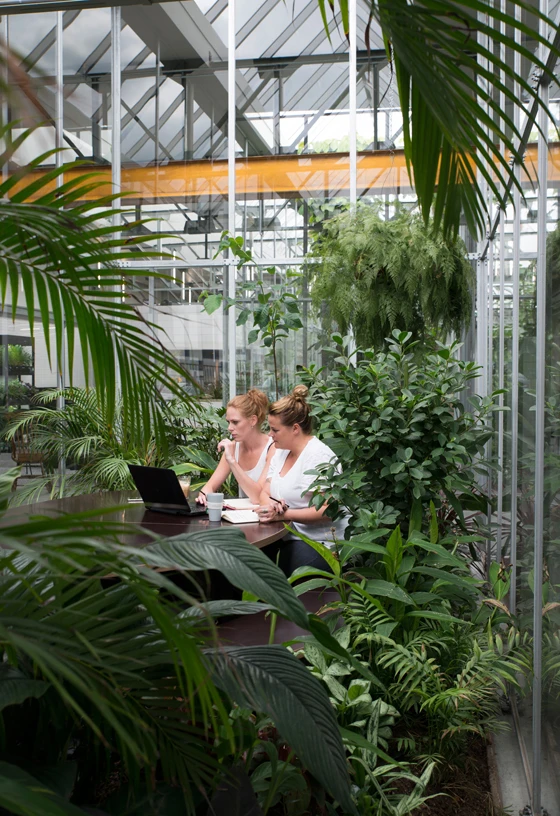 Glazed internal “greenhouse” gardens planted with ferns and lush green foliage provide tropical havens for professionals to brainstorm and hold meetings at buggy manufacturer’s Joolz in Amsterdam. Photos: Jordi Huisman
